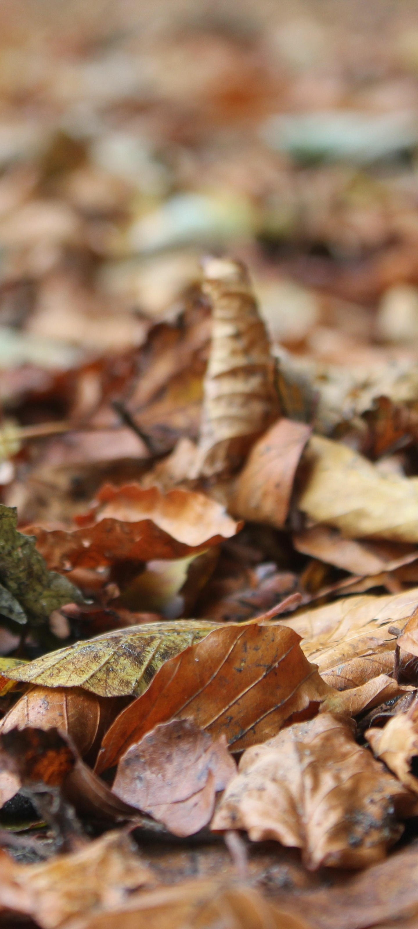 Handy-Wallpaper Blatt, Erde/natur kostenlos herunterladen.