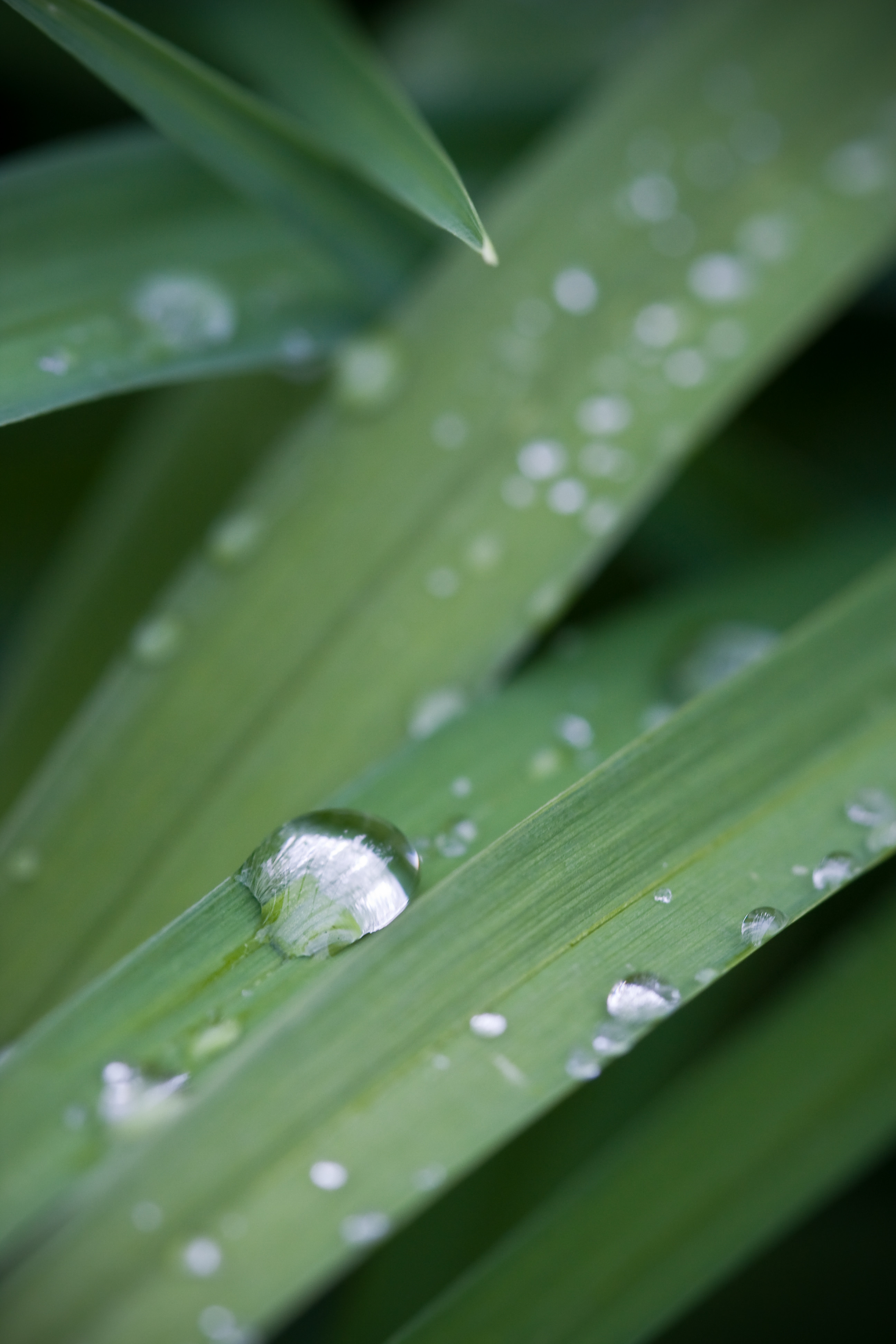 Download mobile wallpaper Grass, Dew, Macro, Plant, Drops for free.