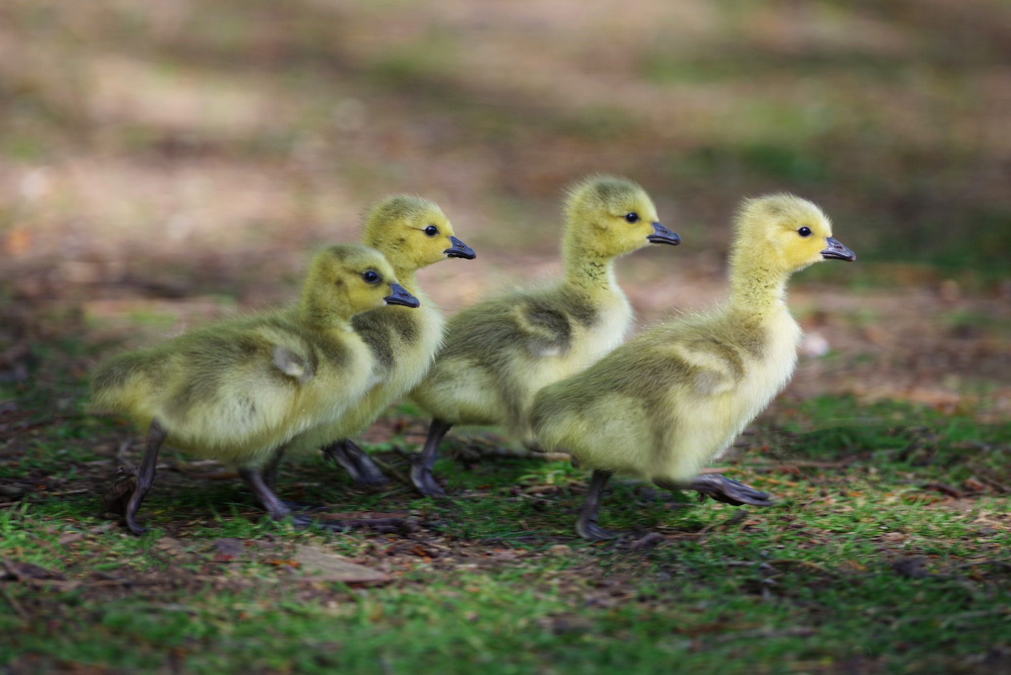 Download mobile wallpaper Birds, Bird, Animal, Duck, Duckling, Baby Animal for free.