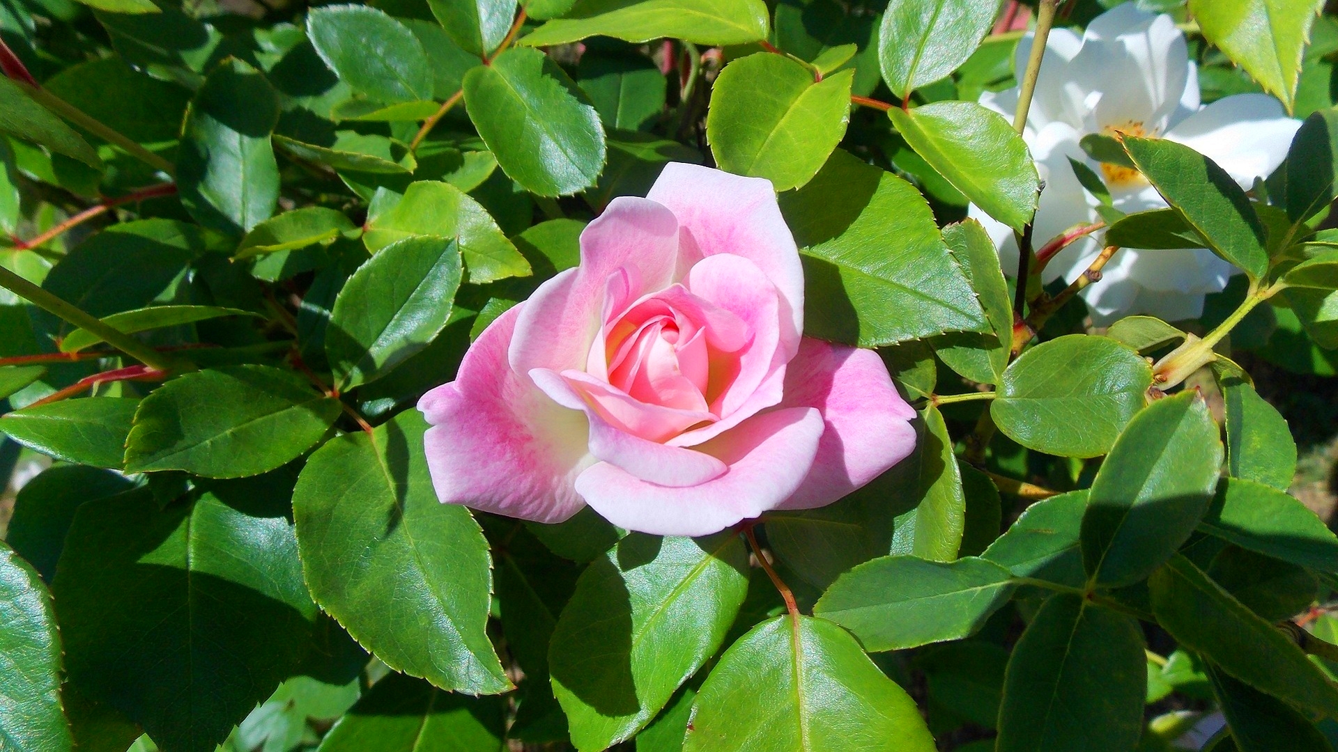 290447壁紙のダウンロード地球, 薔薇, 花, 葉, ピンクの花, ピンクのバラ, ローズブッシュ, フラワーズ-スクリーンセーバーと写真を無料で