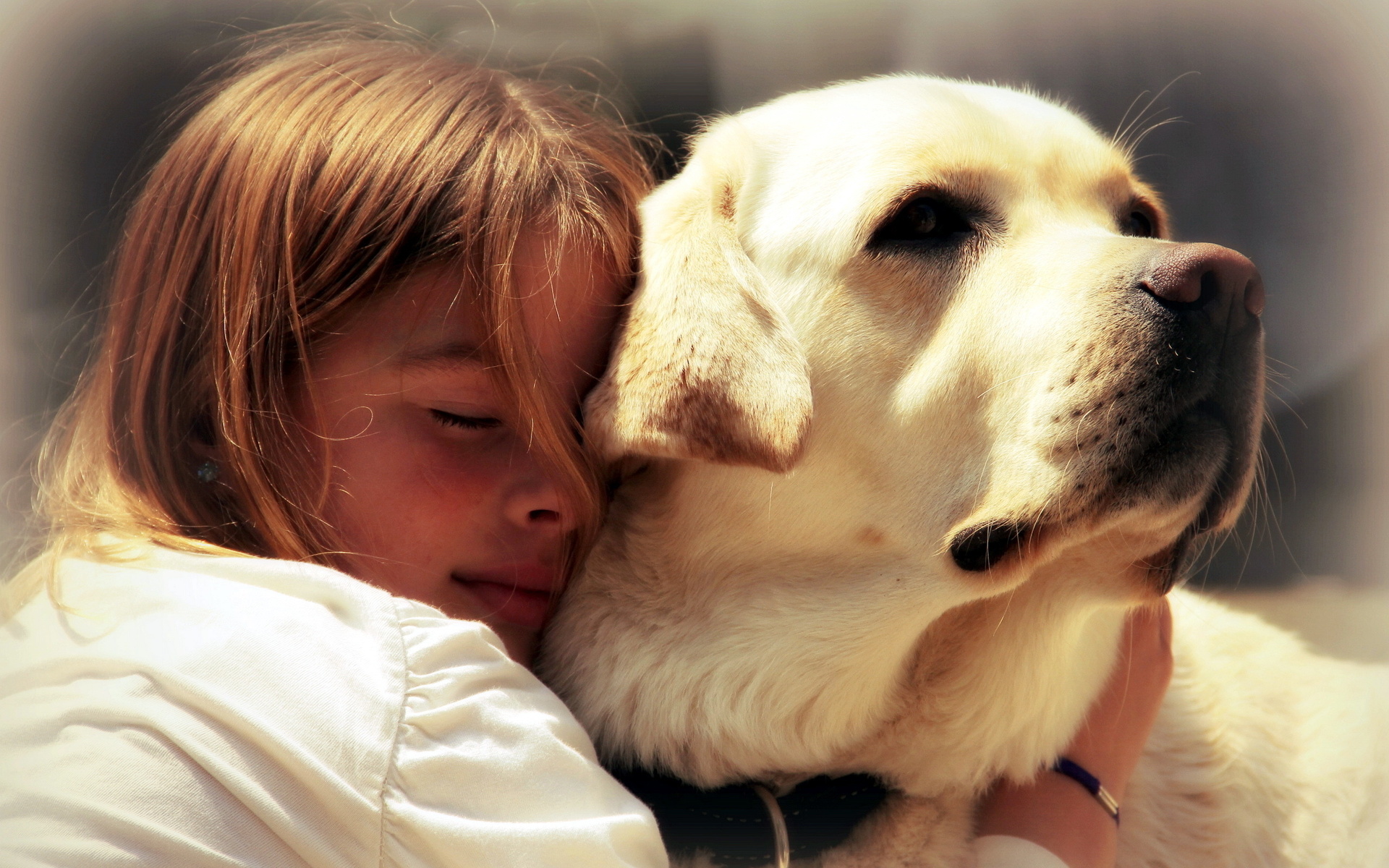 Handy-Wallpaper Hunde, Hund, Tiere kostenlos herunterladen.