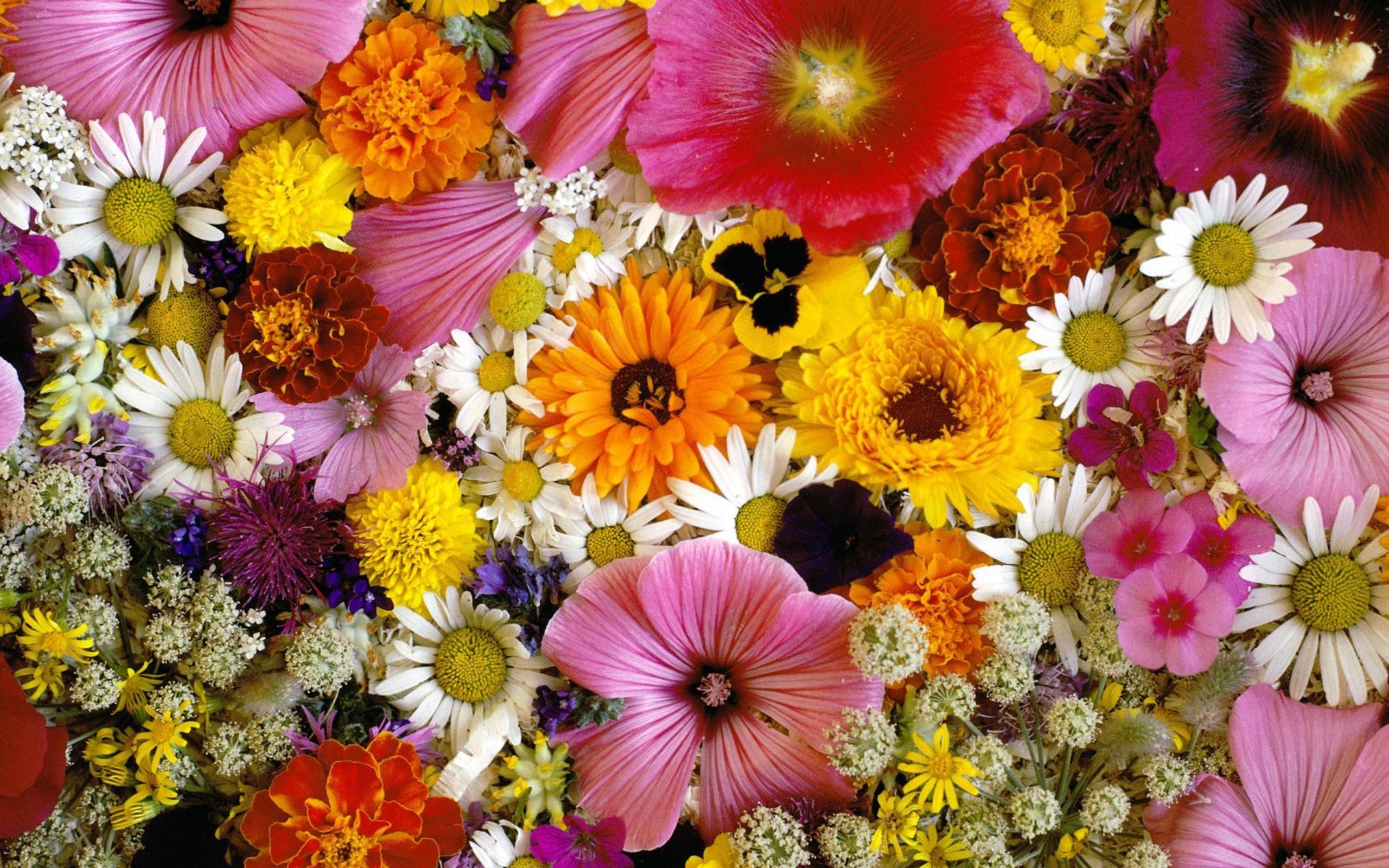 Descarga gratis la imagen Flores, Flor, Colores, Primavera, Tierra/naturaleza en el escritorio de tu PC