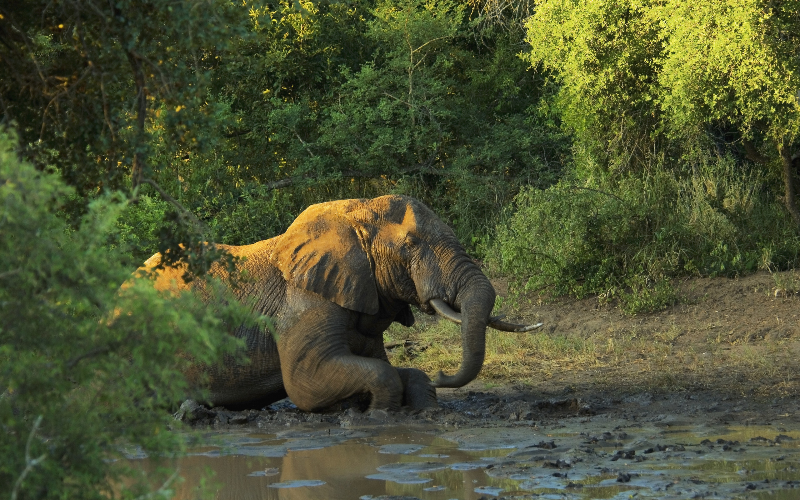 Descarga gratuita de fondo de pantalla para móvil de Animales, Elefantes, Elefante Africano De Sabana.