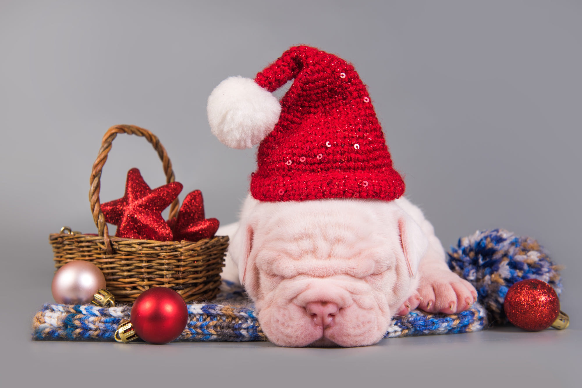 Handy-Wallpaper Tiere, Hunde, Weihnachten, Hund, Welpen, Schlafen, Pitbull, Tierbaby, Weihnachtsmütze kostenlos herunterladen.