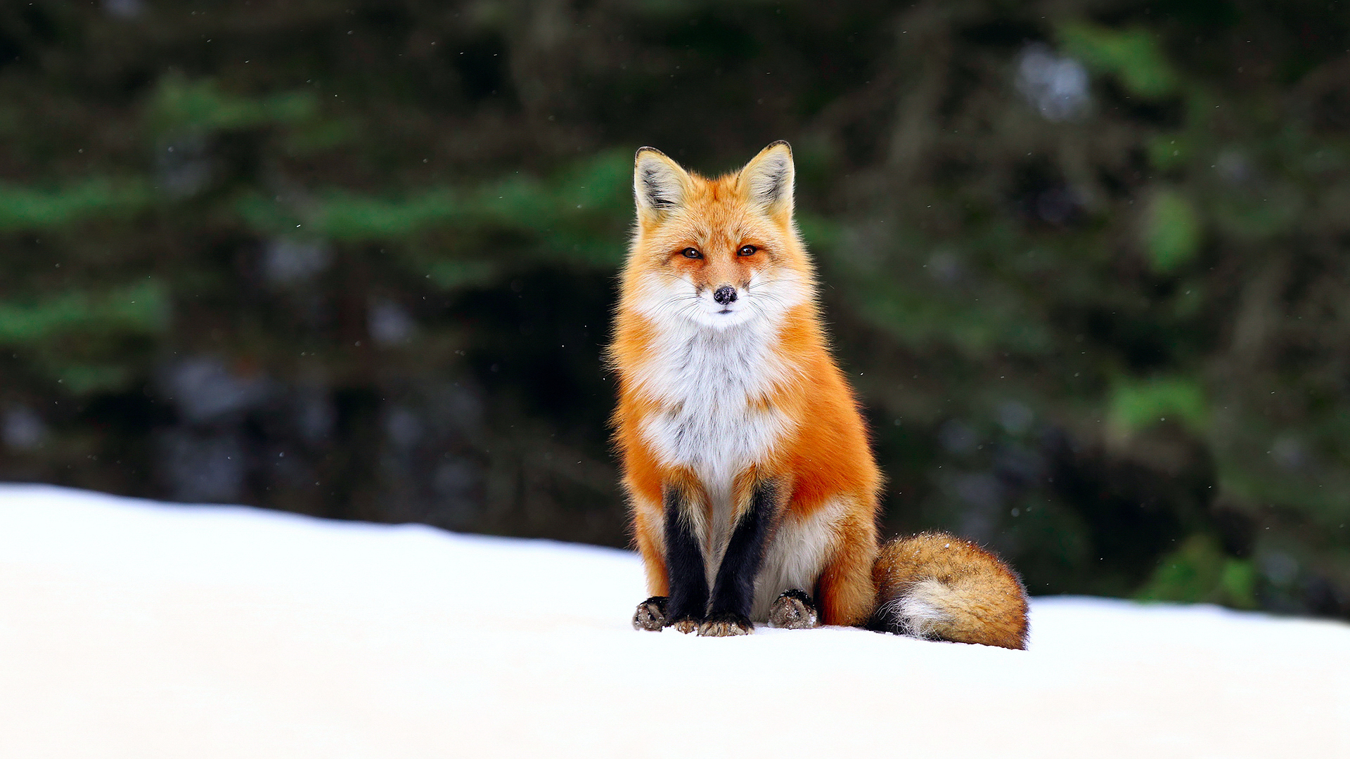 773729壁紙のダウンロード動物, 狐, 被写界深度, レッドフォックス, 雪, 冬-スクリーンセーバーと写真を無料で