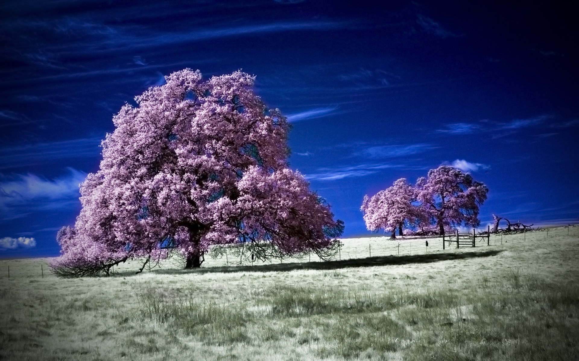 Download mobile wallpaper Trees, Field, Tree, Earth for free.