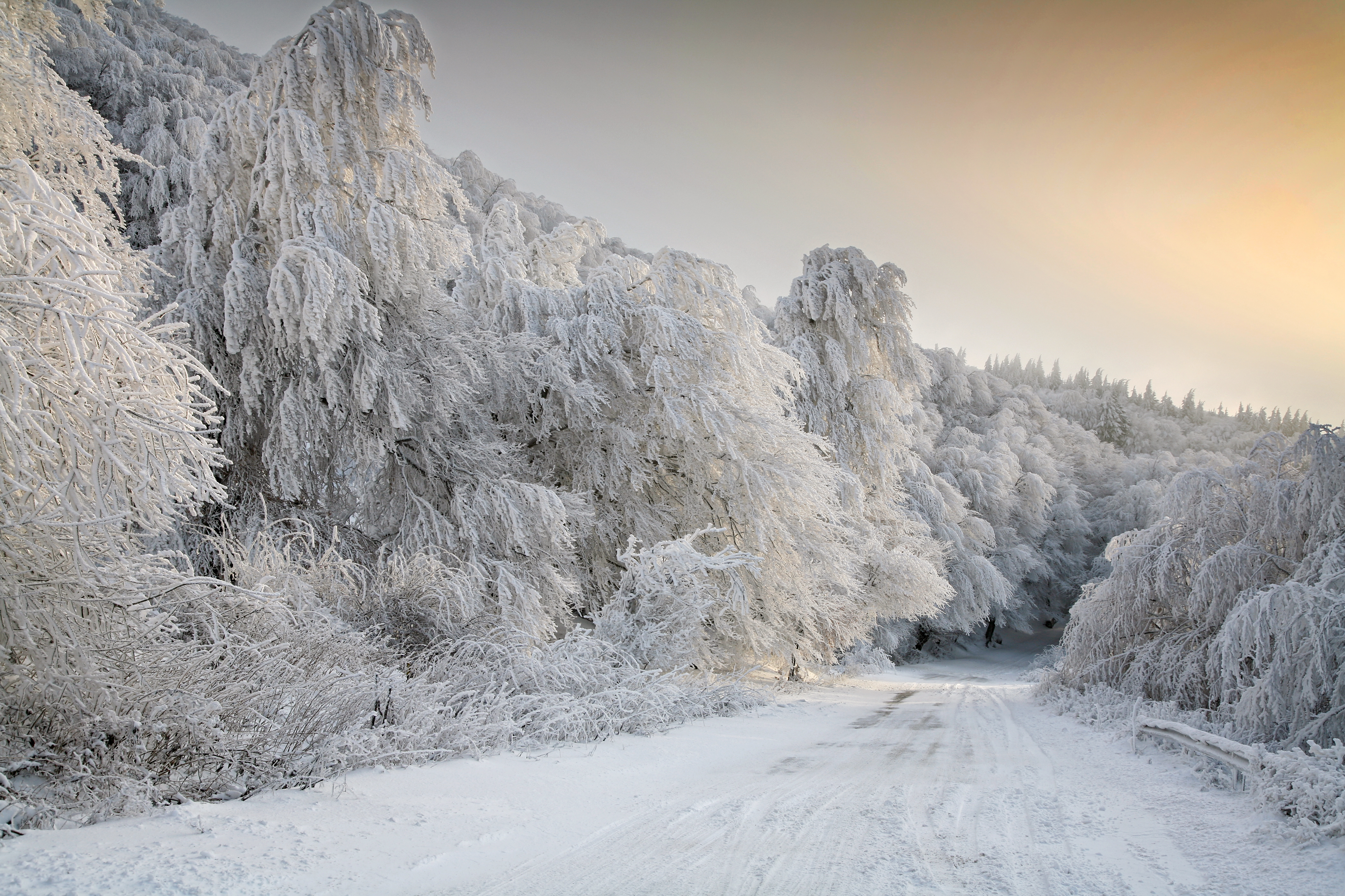 Скачать картинку Зима, Снег, Дорога, Дерево, Белый, Земля/природа в телефон бесплатно.