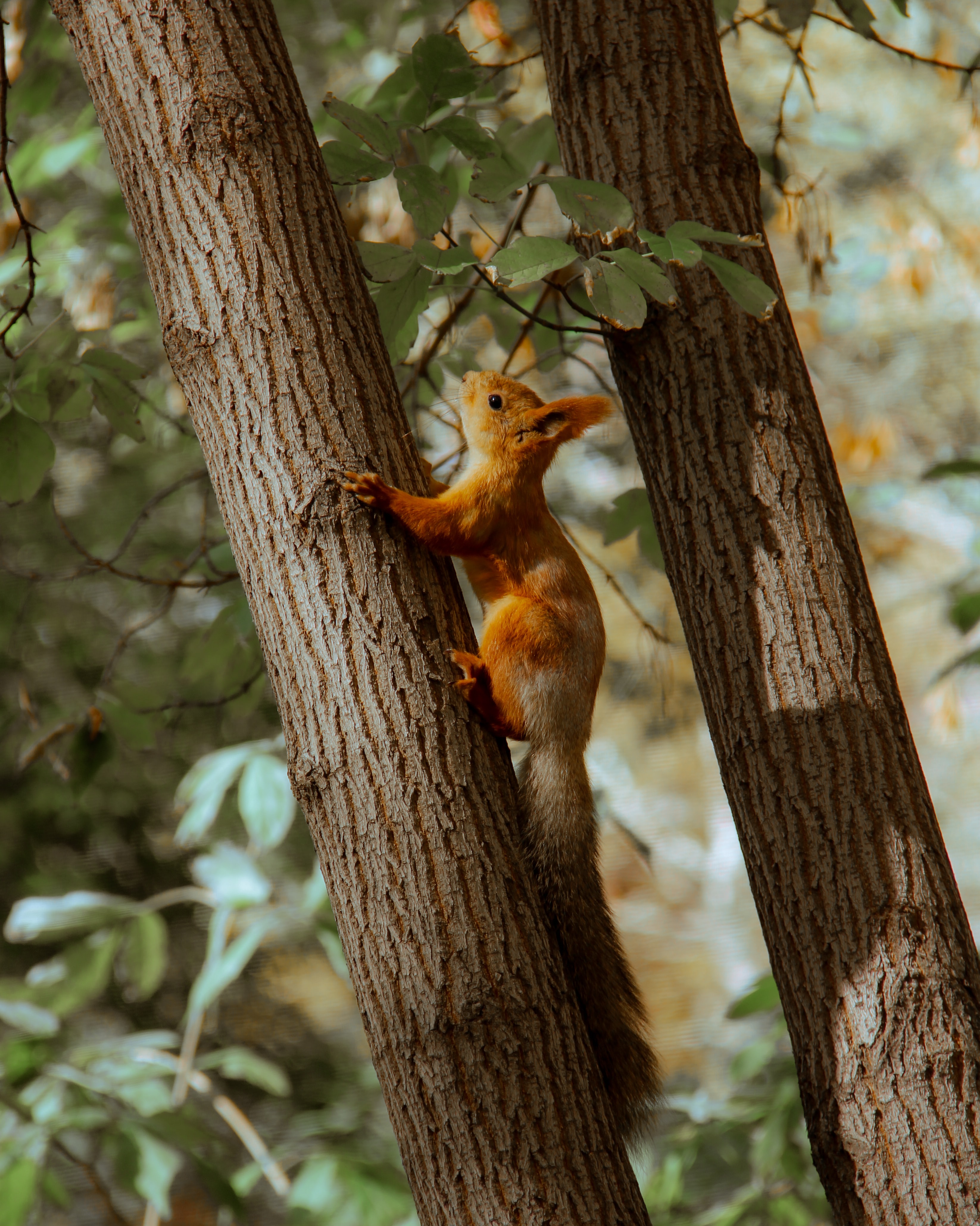 Laden Sie das Eichhörnchen, Holz, Braun, Baum, Tier, Tiere-Bild kostenlos auf Ihren PC-Desktop herunter