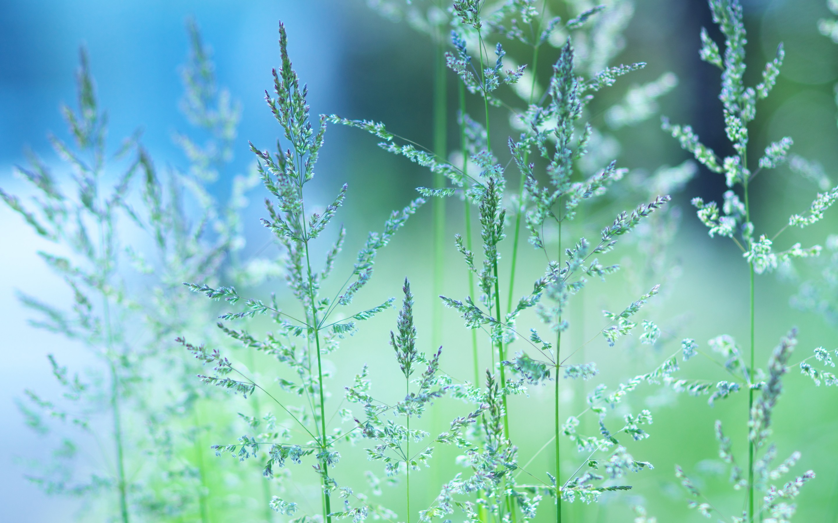 Laden Sie das Gras, Erde/natur-Bild kostenlos auf Ihren PC-Desktop herunter