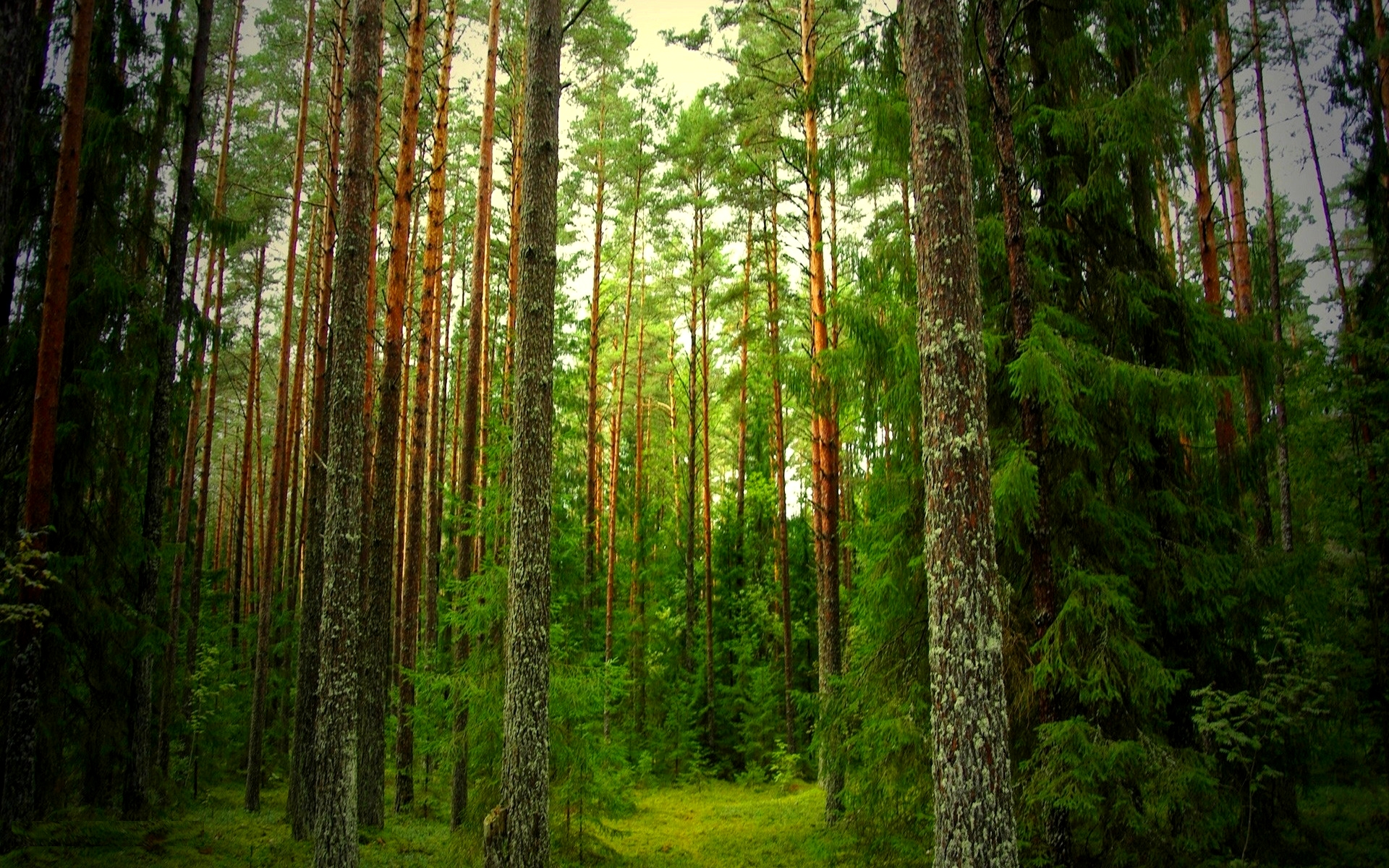 Завантажити шпалери безкоштовно Ліс, Земля картинка на робочий стіл ПК