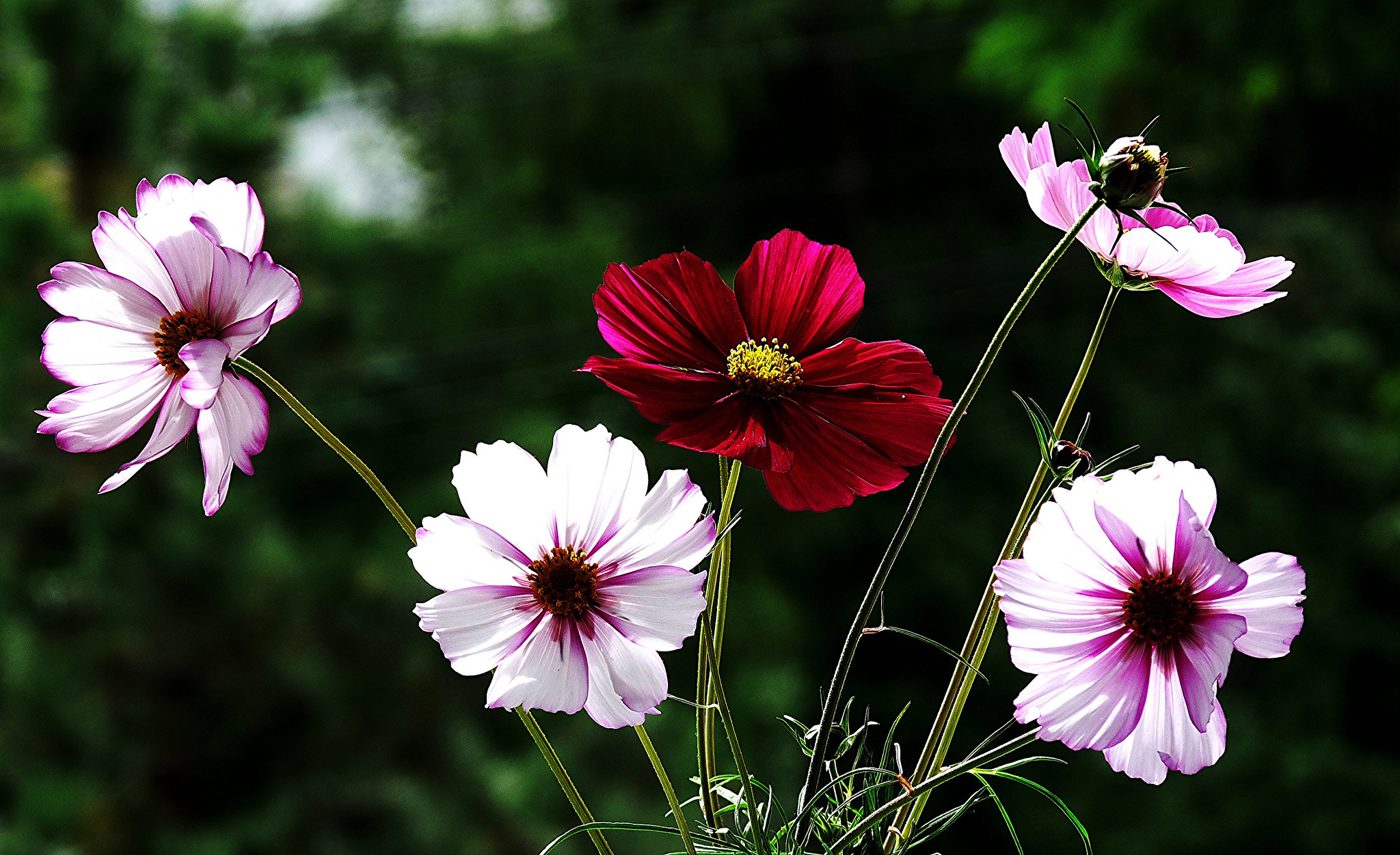 Download mobile wallpaper Flowers, Flower, Earth, Cosmos, Purple Flower, Red Flower for free.