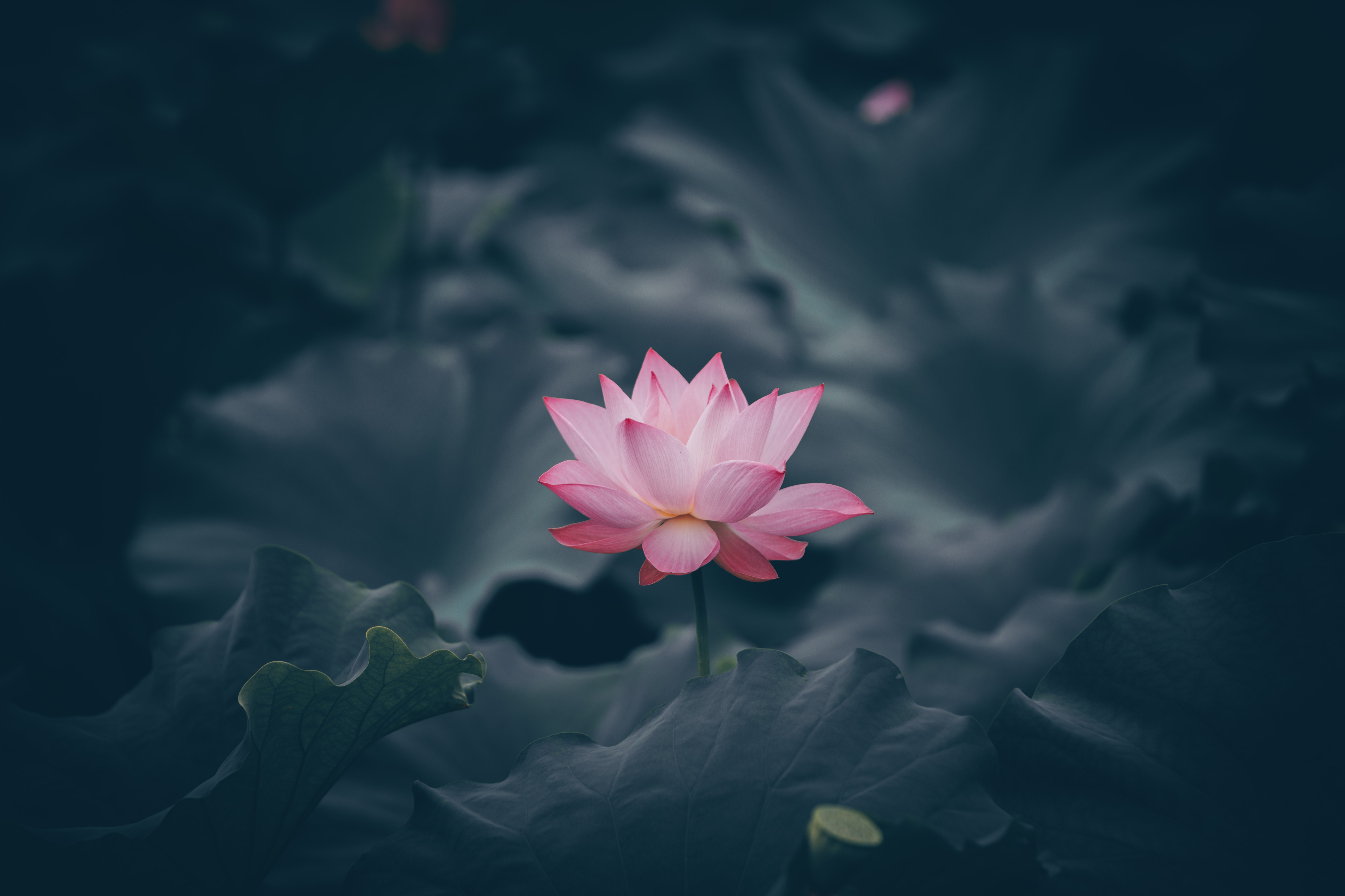 153656 télécharger l'image fleurs, lotus, fleur, floraison, l'eau, bassin - fonds d'écran et économiseurs d'écran gratuits