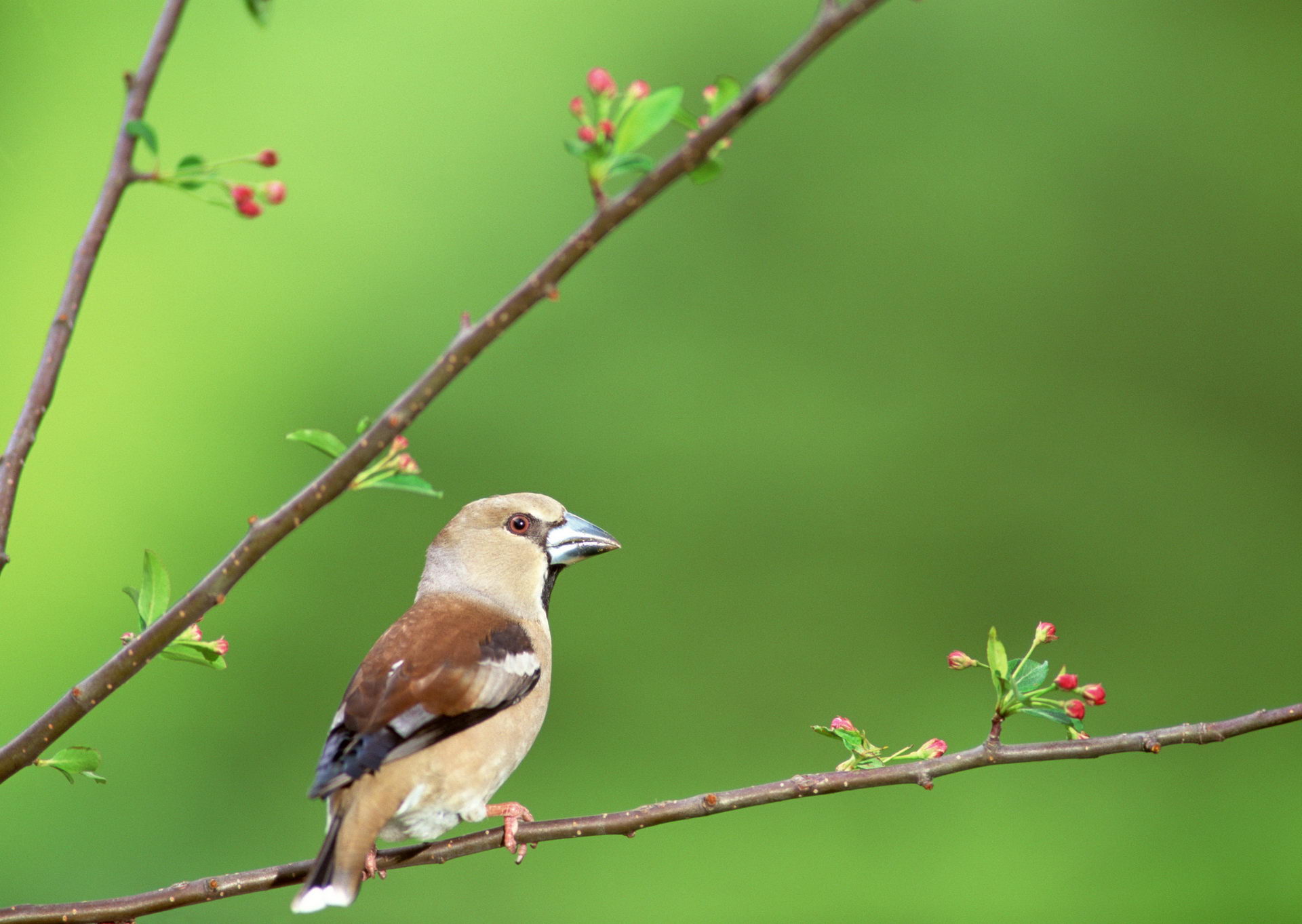 Baixe gratuitamente a imagem Animais, Aves, Pássaro na área de trabalho do seu PC