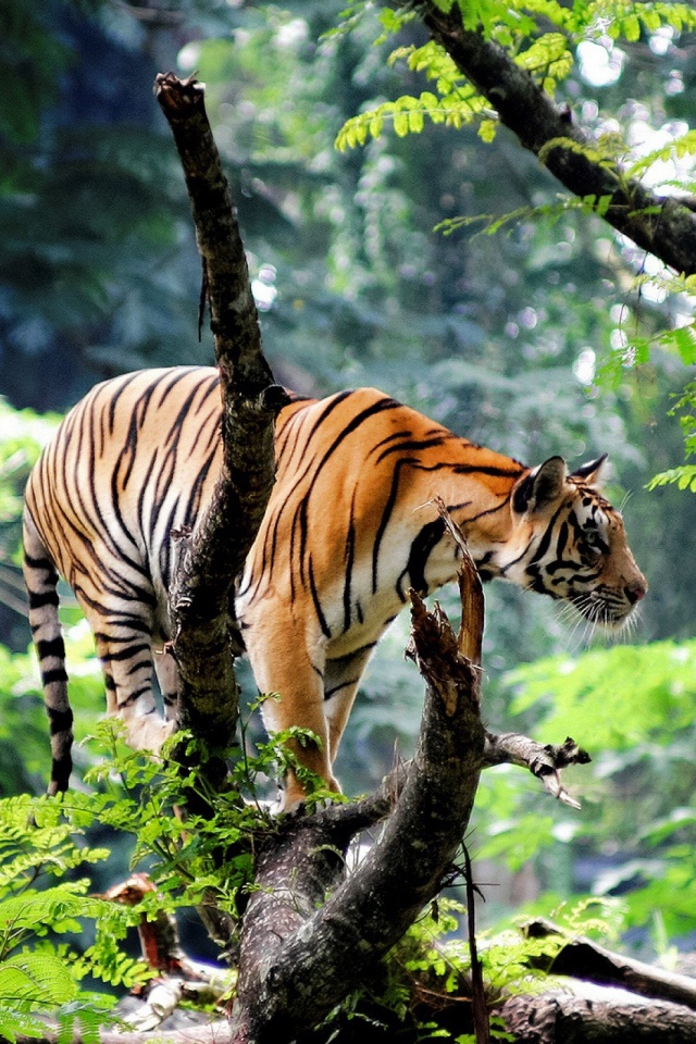 Descarga gratuita de fondo de pantalla para móvil de Animales, Gatos, Tigre.