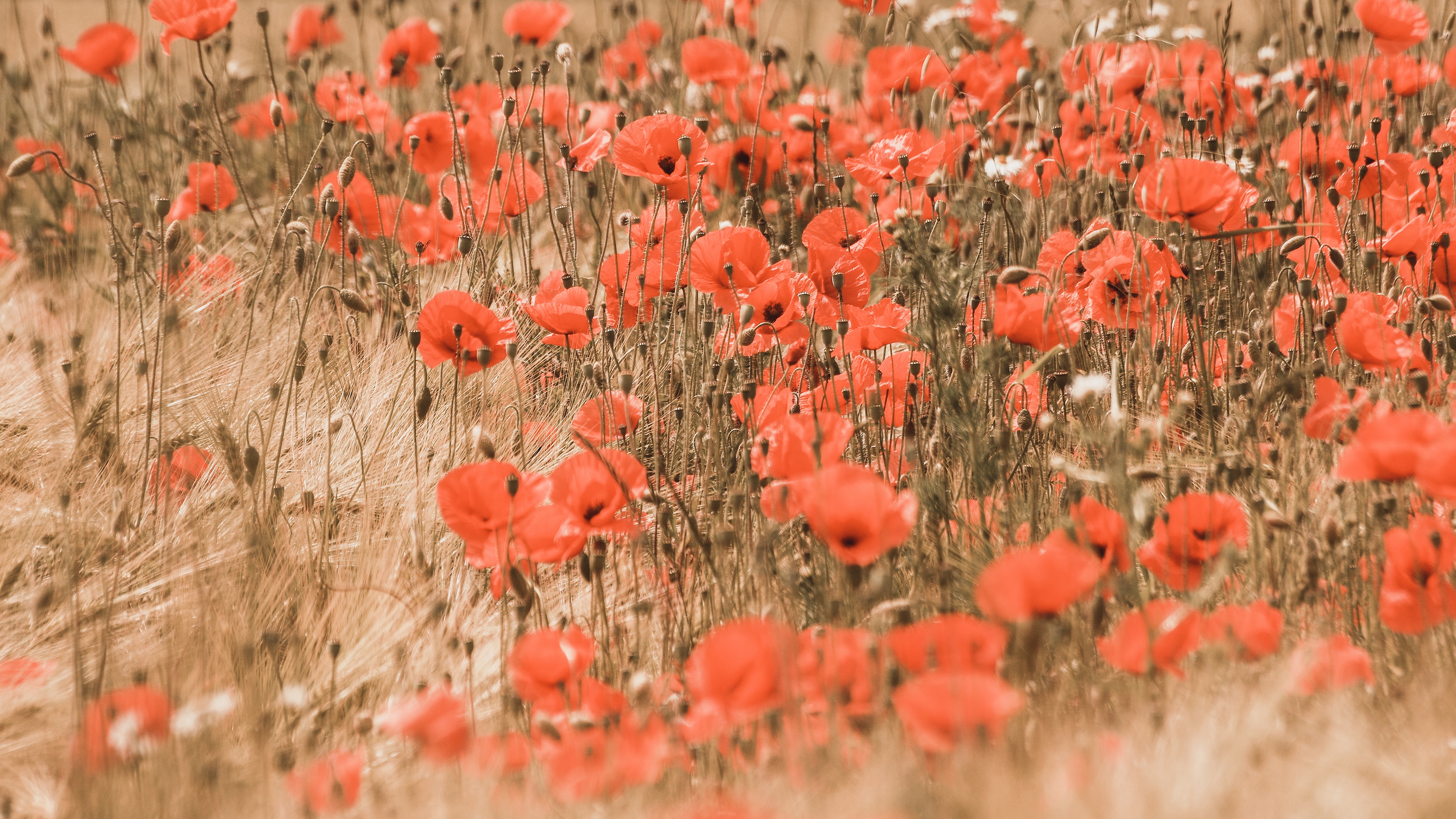 Handy-Wallpaper Natur, Blumen, Mohn, Sommer, Blume, Rote Blume, Erde/natur kostenlos herunterladen.