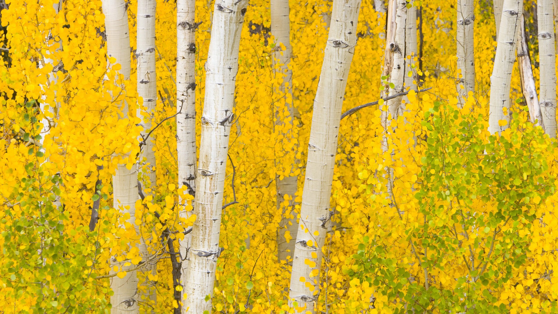 Скачать картинку Осень, Лес, Береза, Жёлтый, Земля/природа в телефон бесплатно.