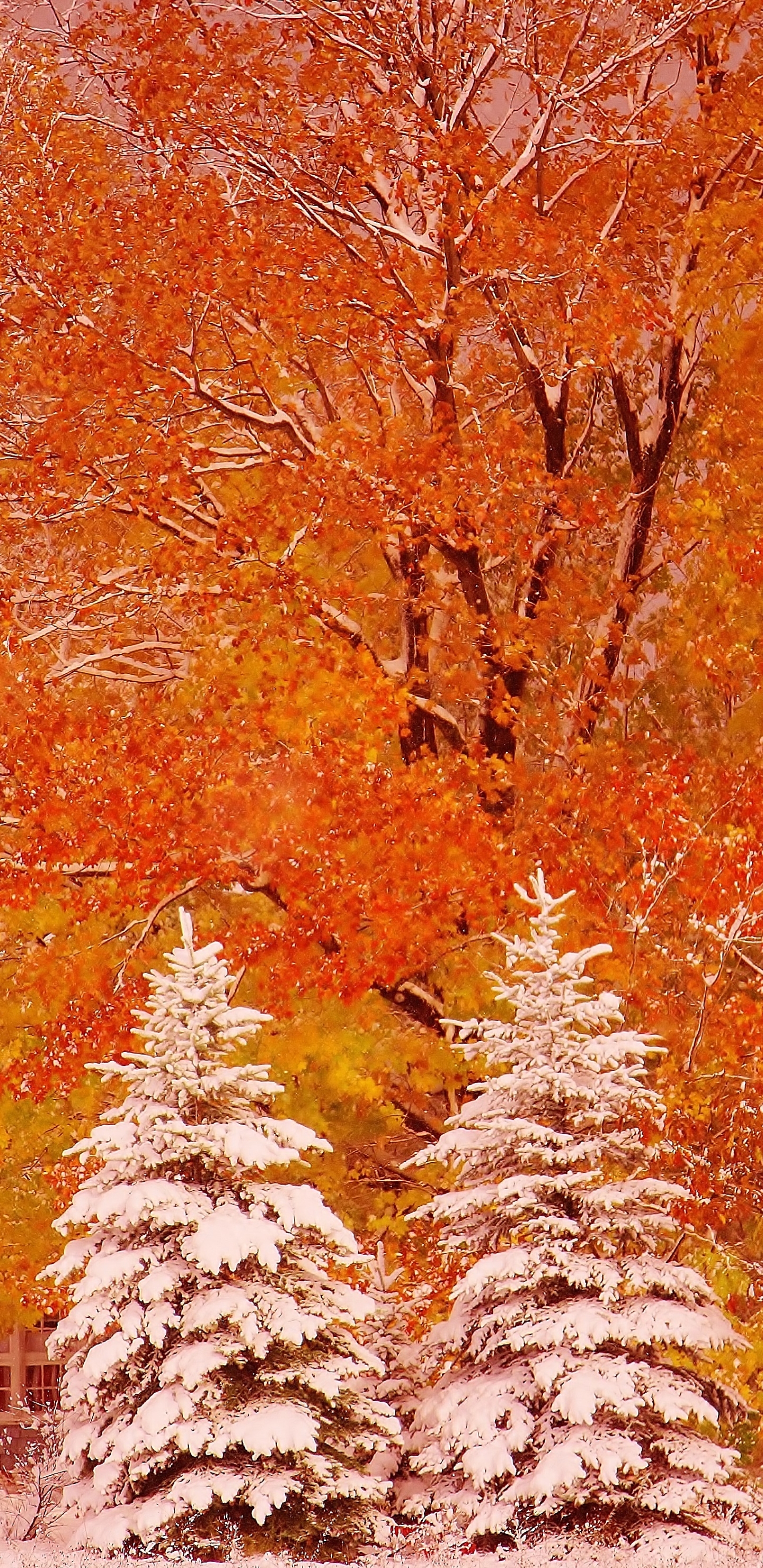 無料モバイル壁紙木, 秋, 雪, 地球, 写真撮影をダウンロードします。