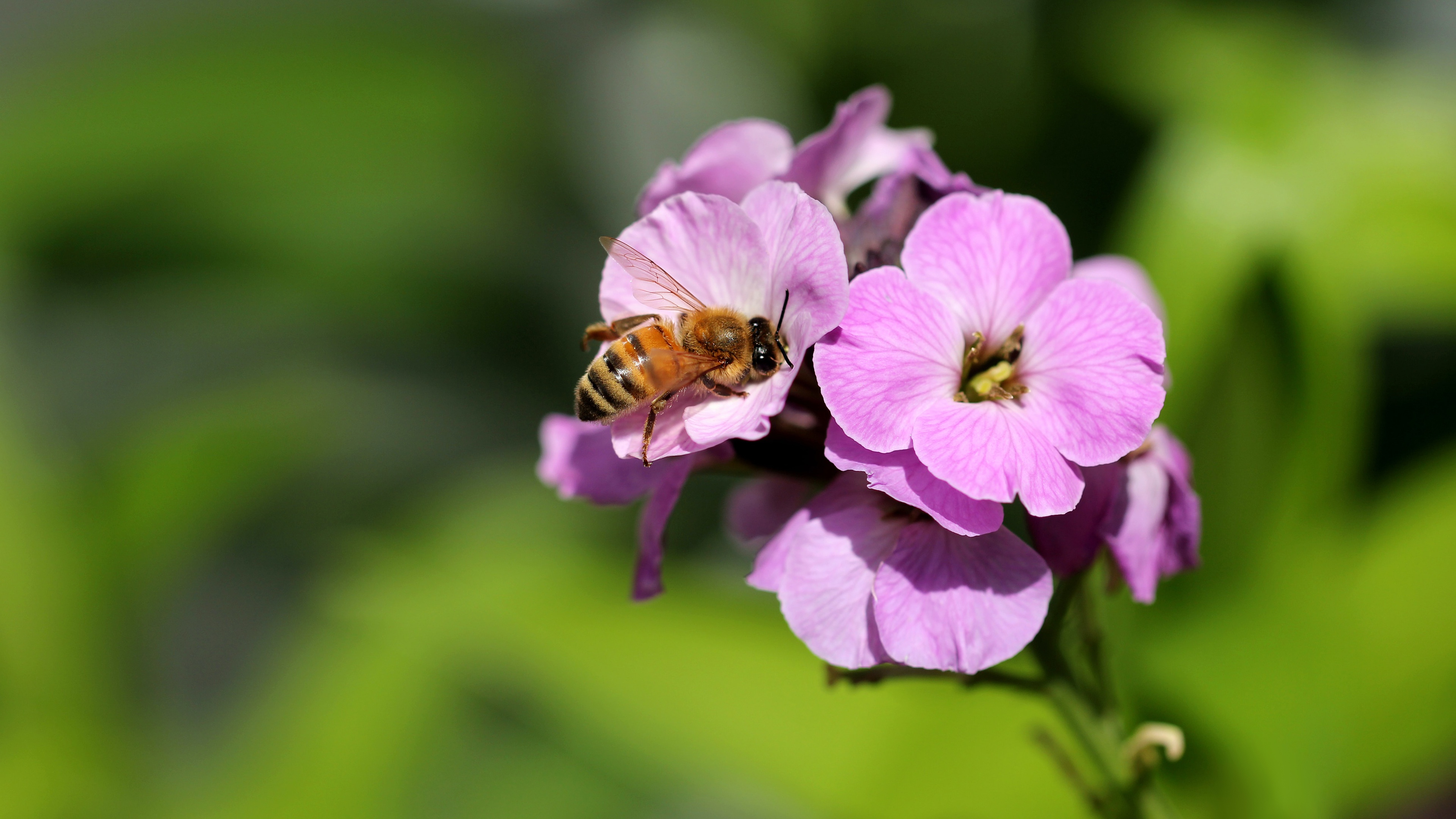 Handy-Wallpaper Tiere, Insekten, Blume, Makro, Insekt, Biene, Verwischen, Pinke Blume kostenlos herunterladen.