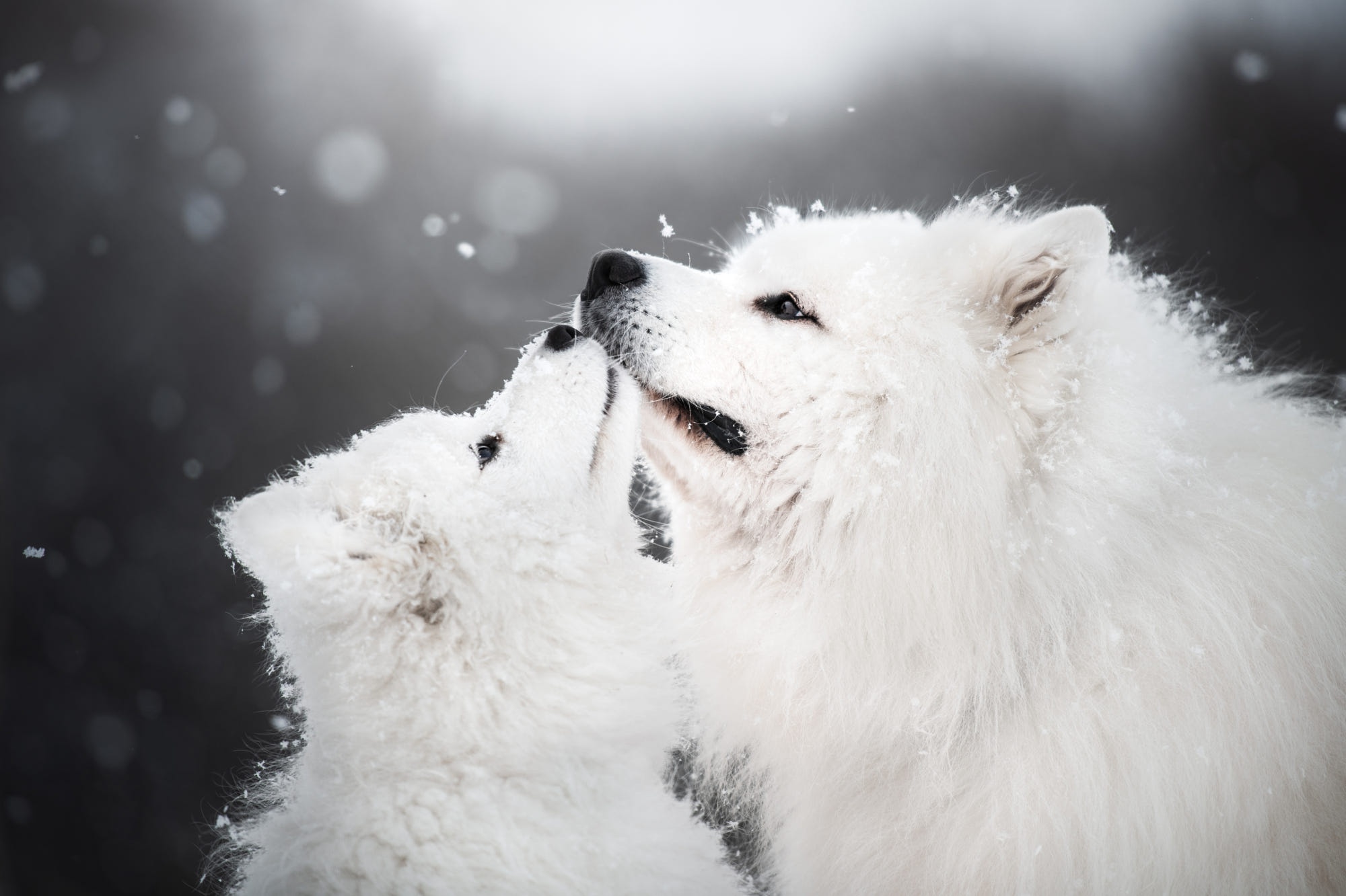 Free download wallpaper Winter, Dogs, Snow, Dog, Animal, Puppy, Samoyed, Baby Animal, Cub on your PC desktop