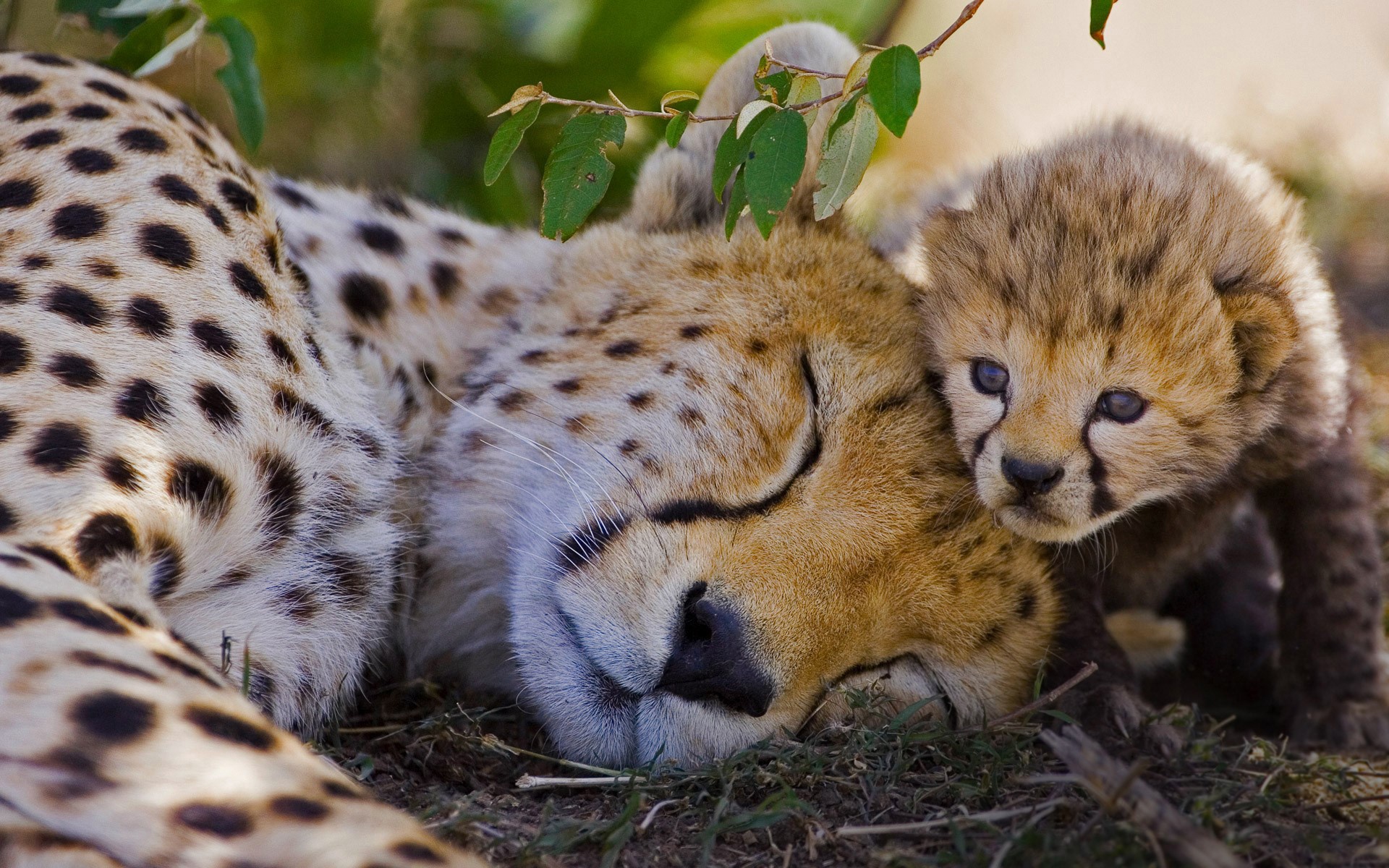 Free download wallpaper Cats, Cheetah, Animal, Sleeping, Baby Animal, Cub on your PC desktop