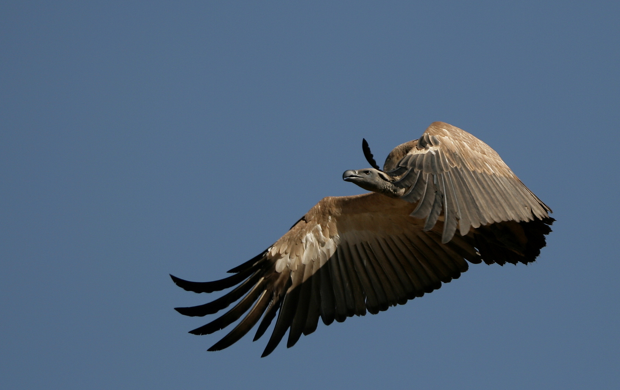 Free download wallpaper Birds, Vulture, Animal on your PC desktop