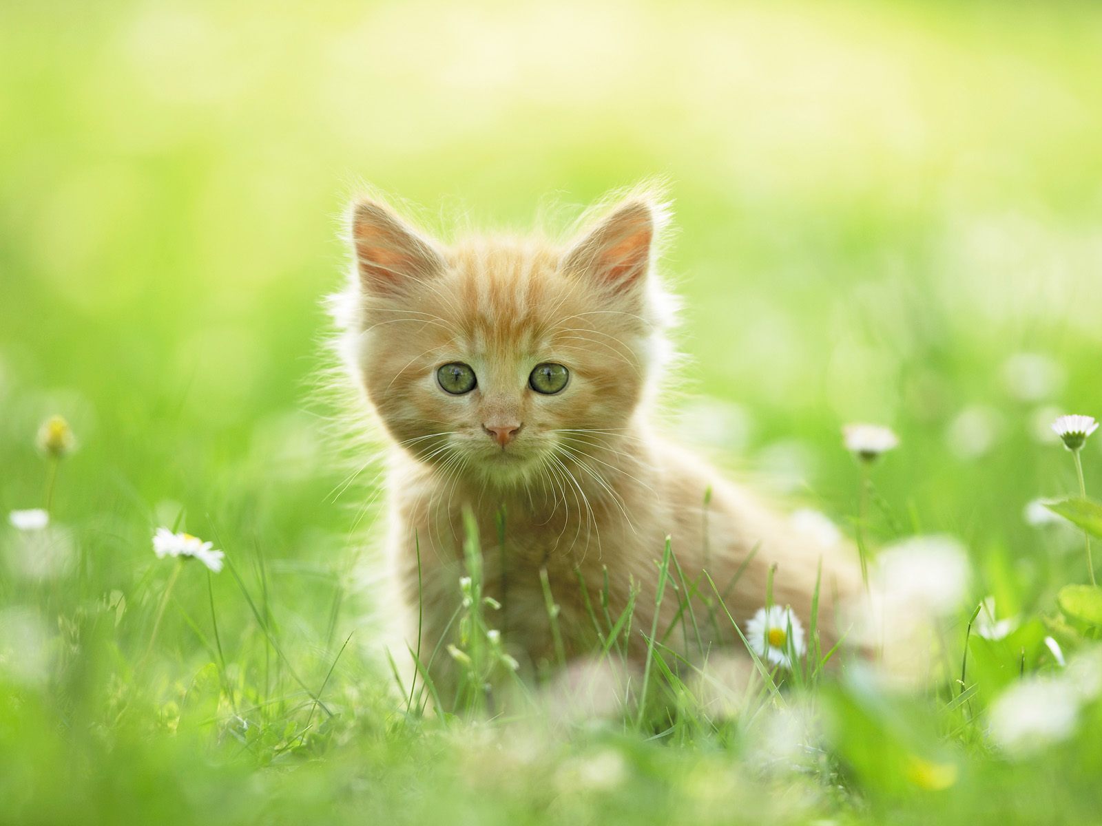 Download mobile wallpaper Cat, Animal for free.