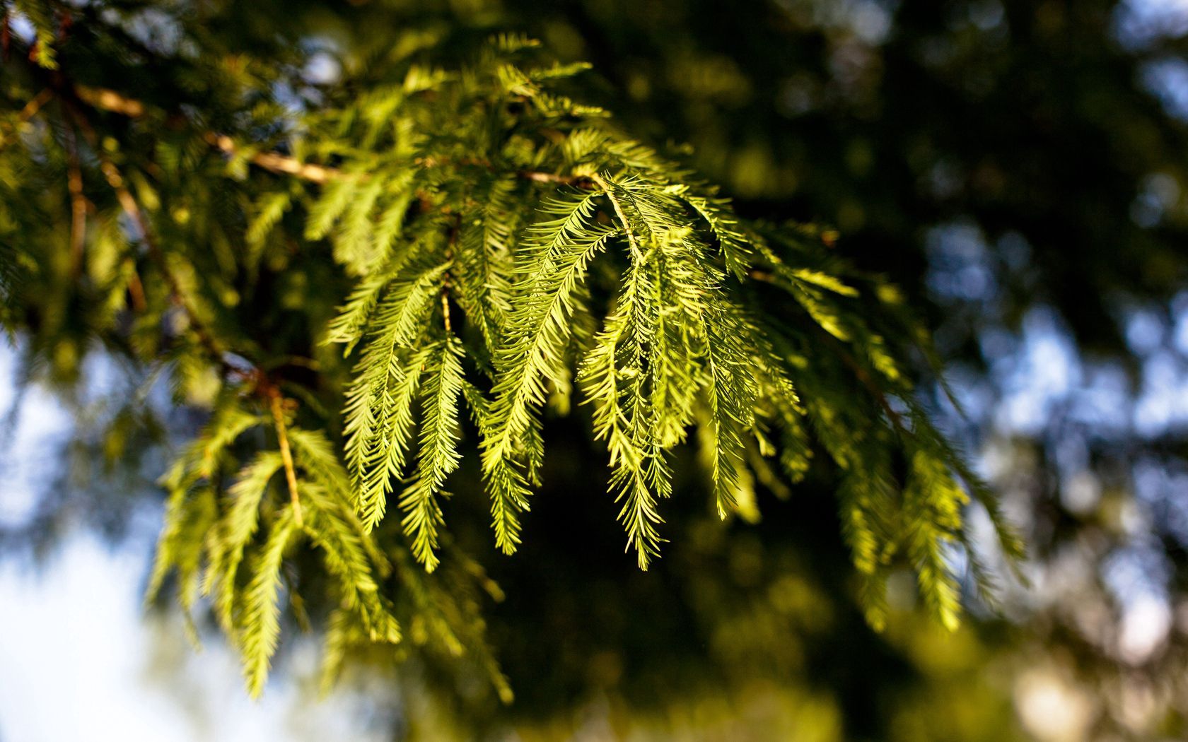 nature, green, conifers, coniferous, blur, branches, spruce, fir cellphone
