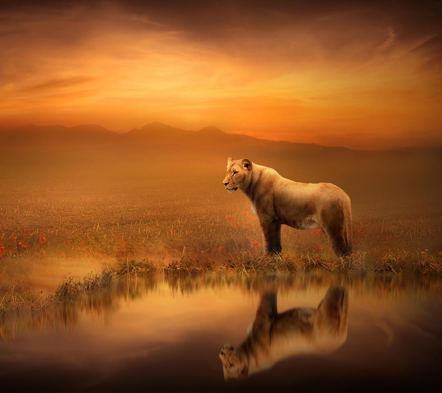 Download mobile wallpaper Cats, Lion, Animal for free.