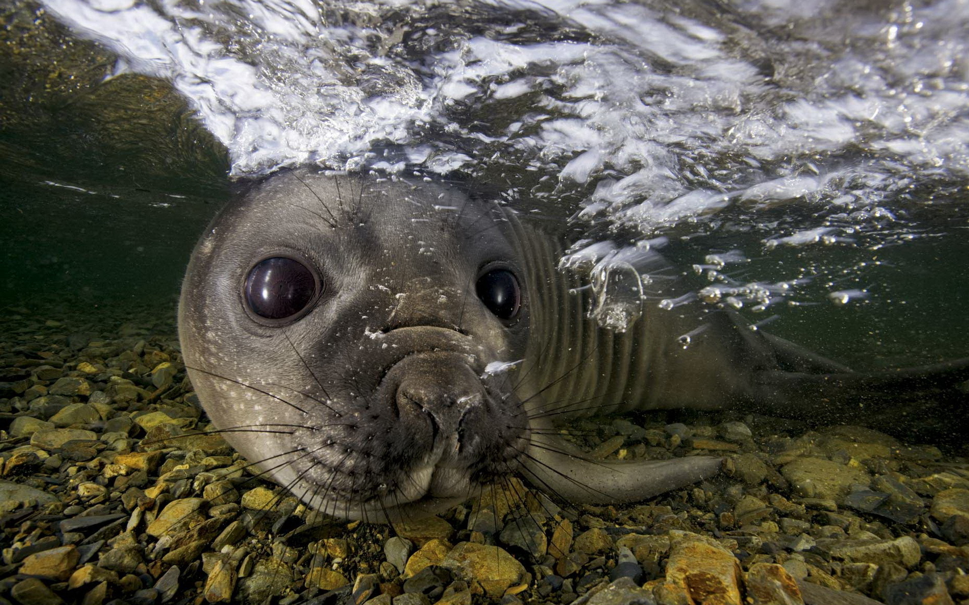 272355 descargar fondo de pantalla animales, foca, naturaleza, océano, vida marina, mar, focas: protectores de pantalla e imágenes gratis