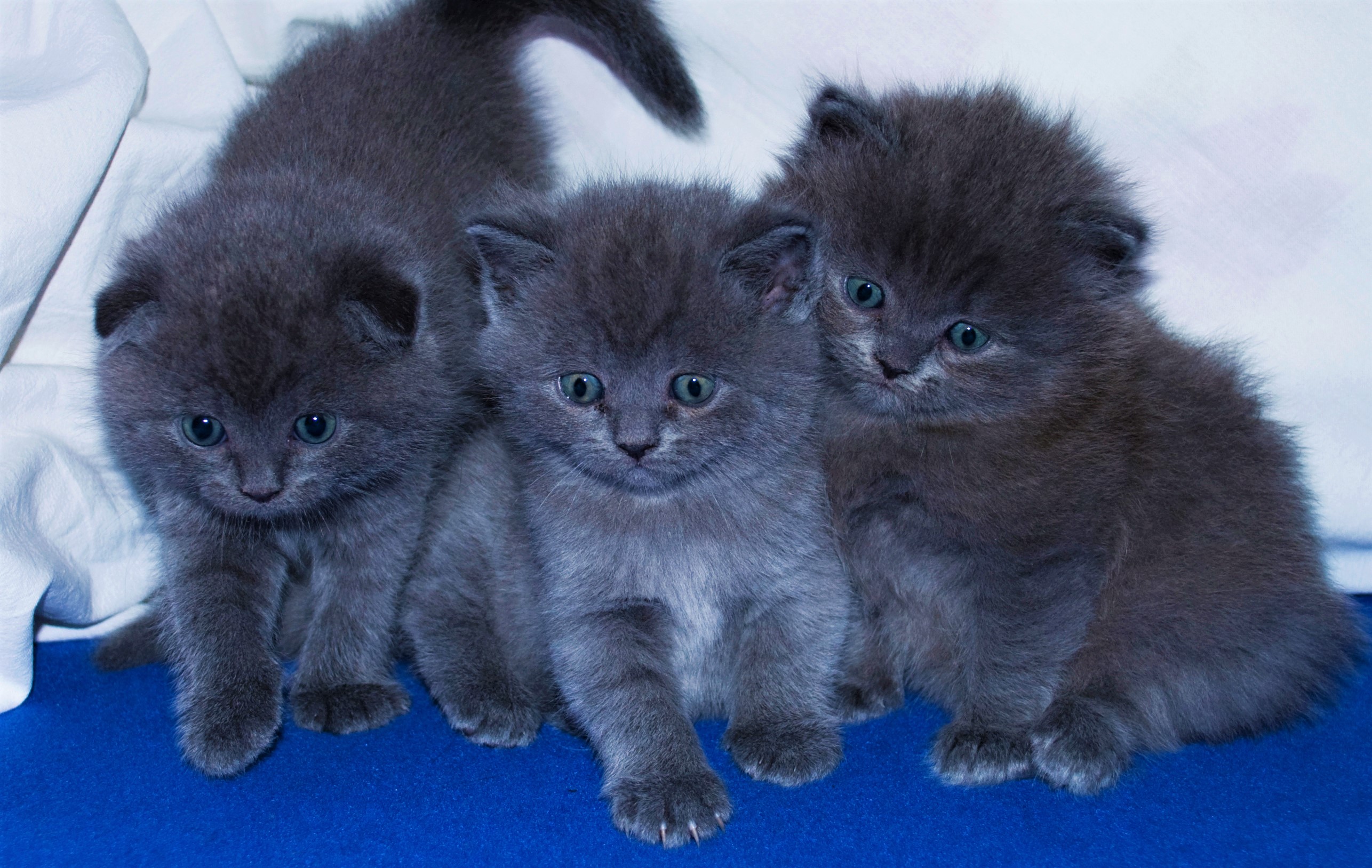 Descarga gratis la imagen Animales, Gatos, Gato, Esponjoso, Gatito, Lindo, Ojos Azules, Bebe Animal en el escritorio de tu PC