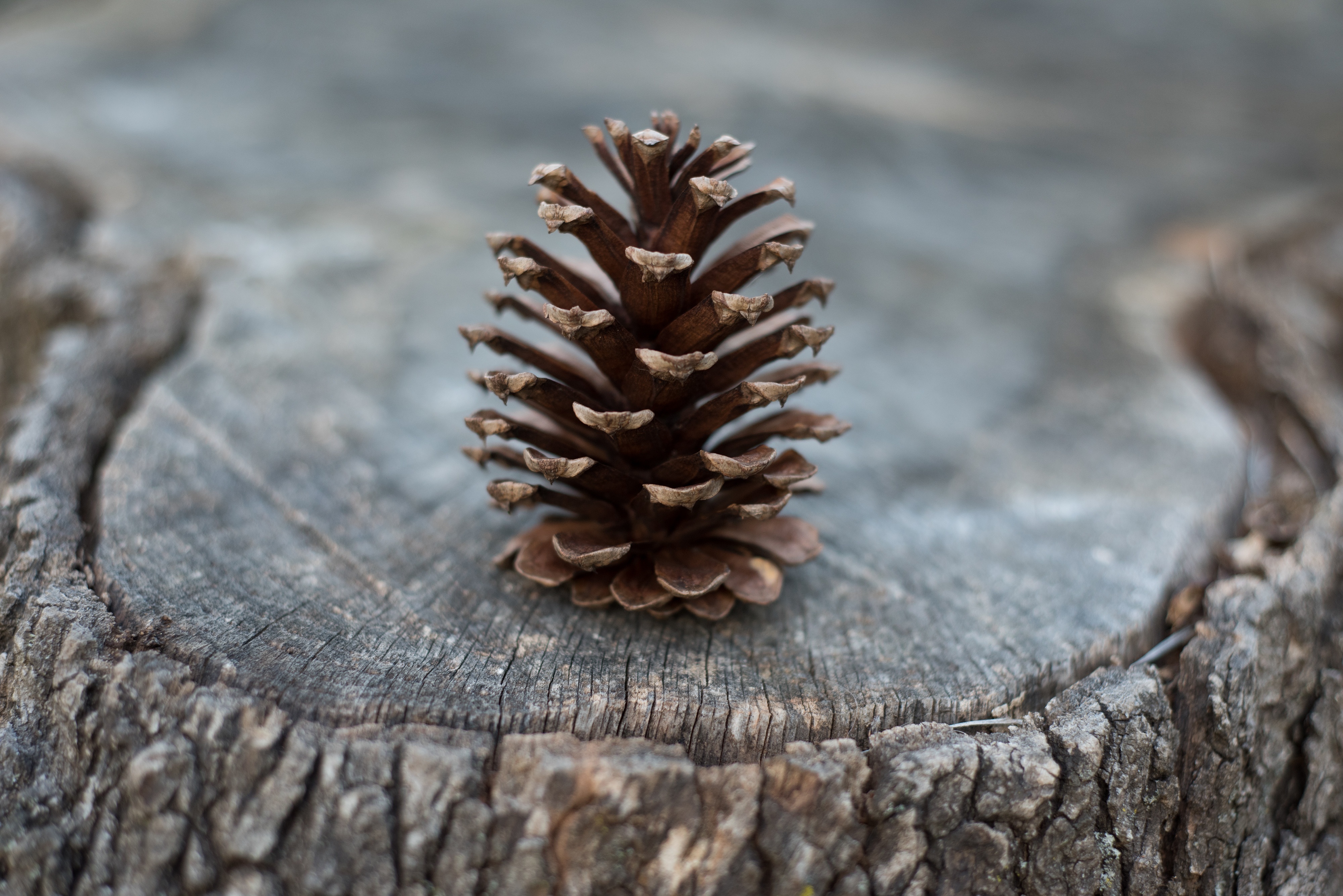 Download mobile wallpaper Stump, Cones, Wood, Tree, Nature for free.