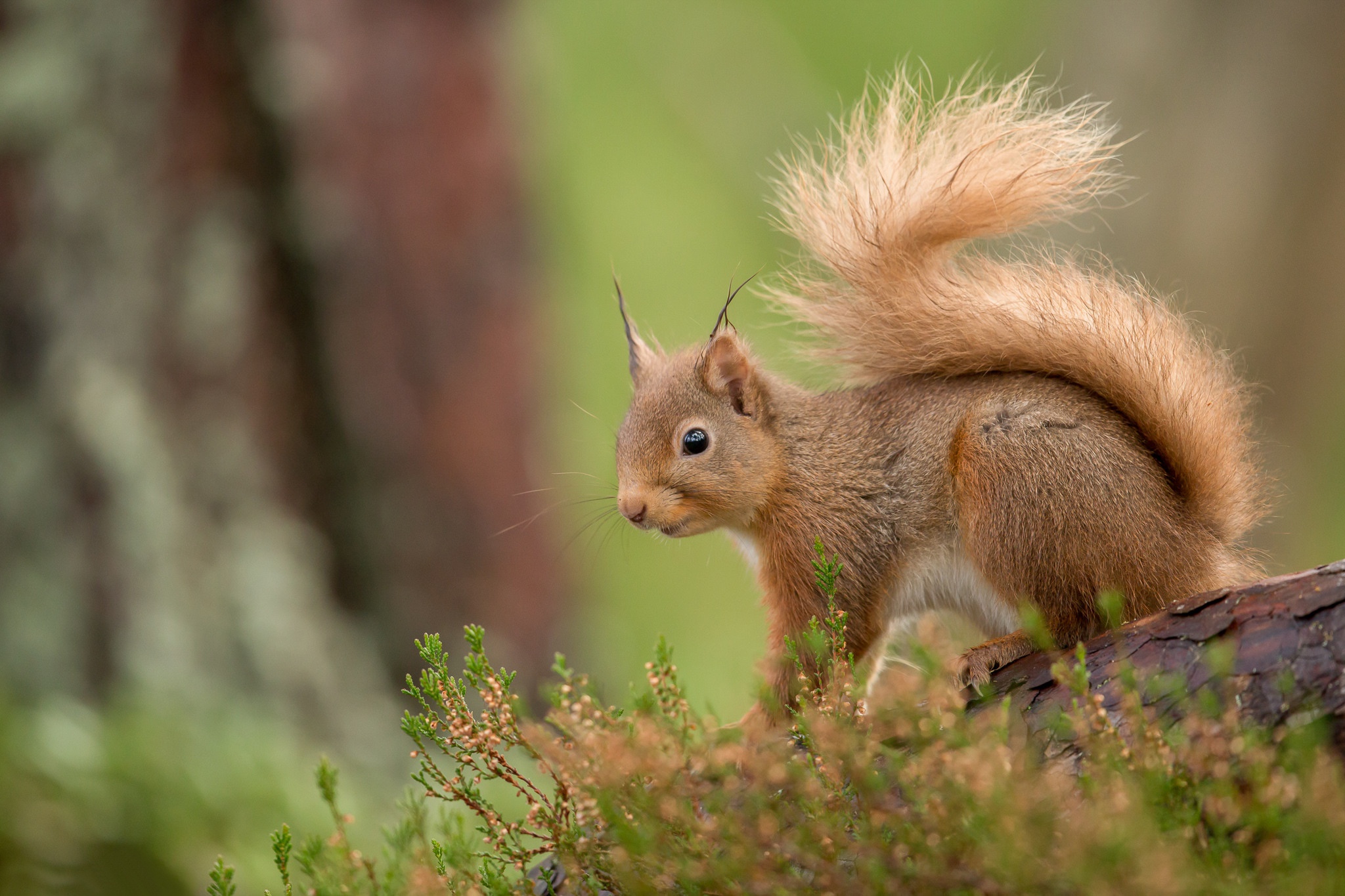 Free download wallpaper Squirrel, Animal, Rodent, Depth Of Field on your PC desktop