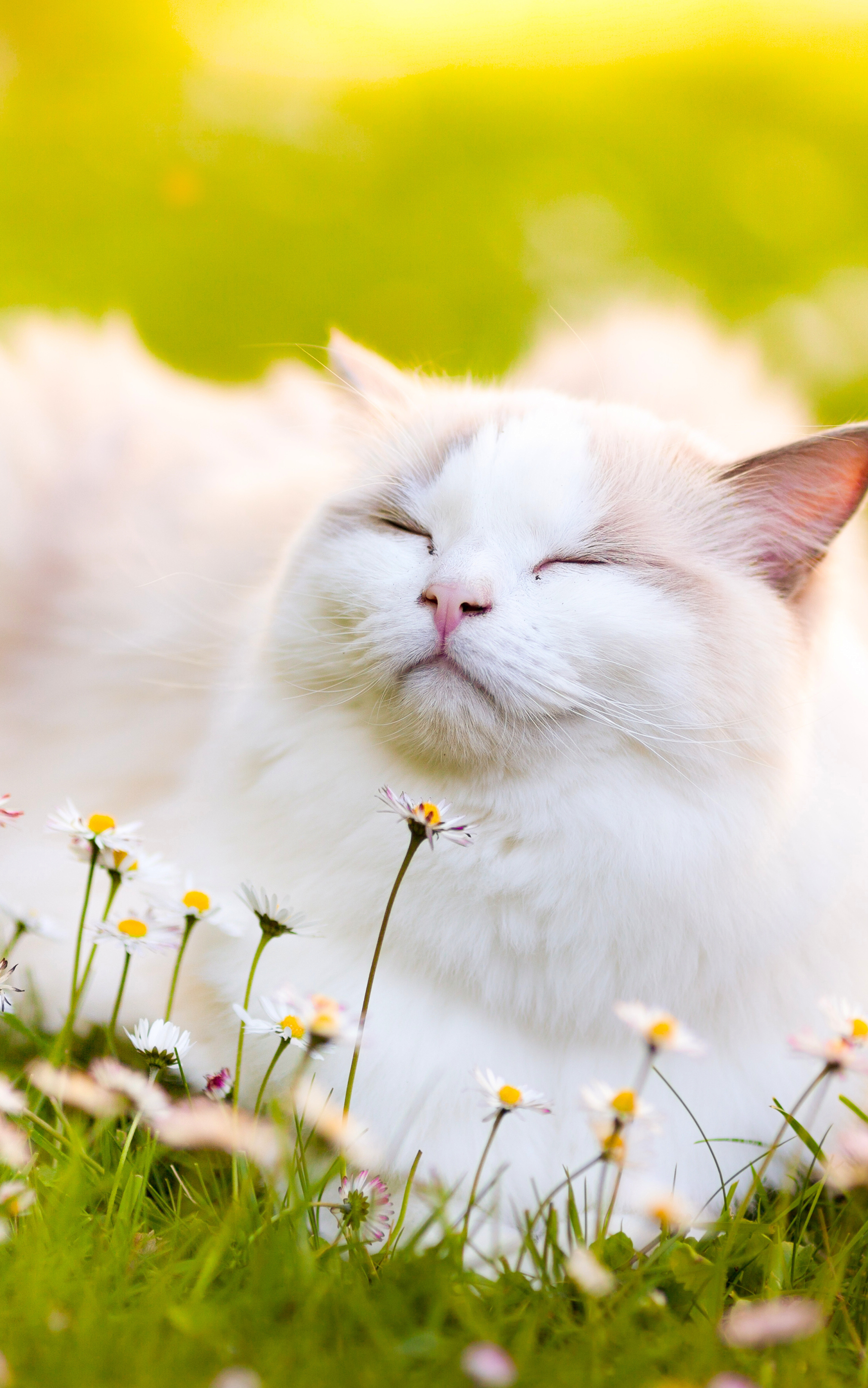 Free download wallpaper Cats, Cat, Blur, Animal on your PC desktop