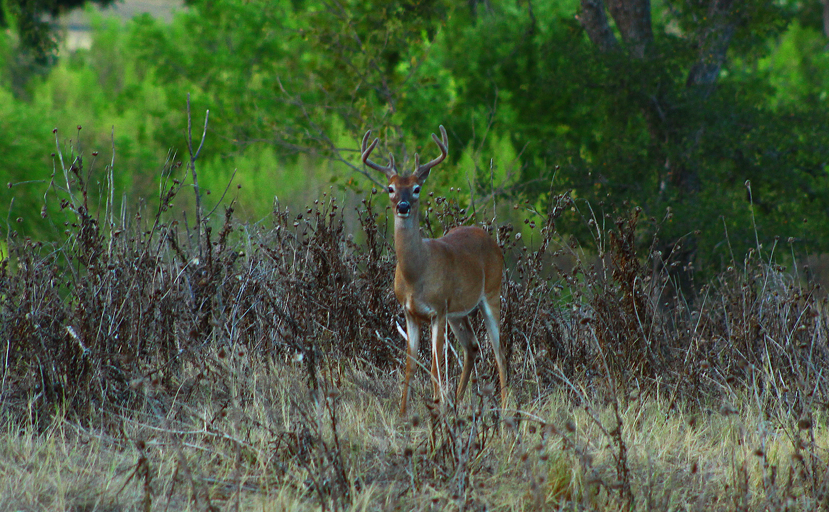 Download mobile wallpaper Animal, Deer for free.