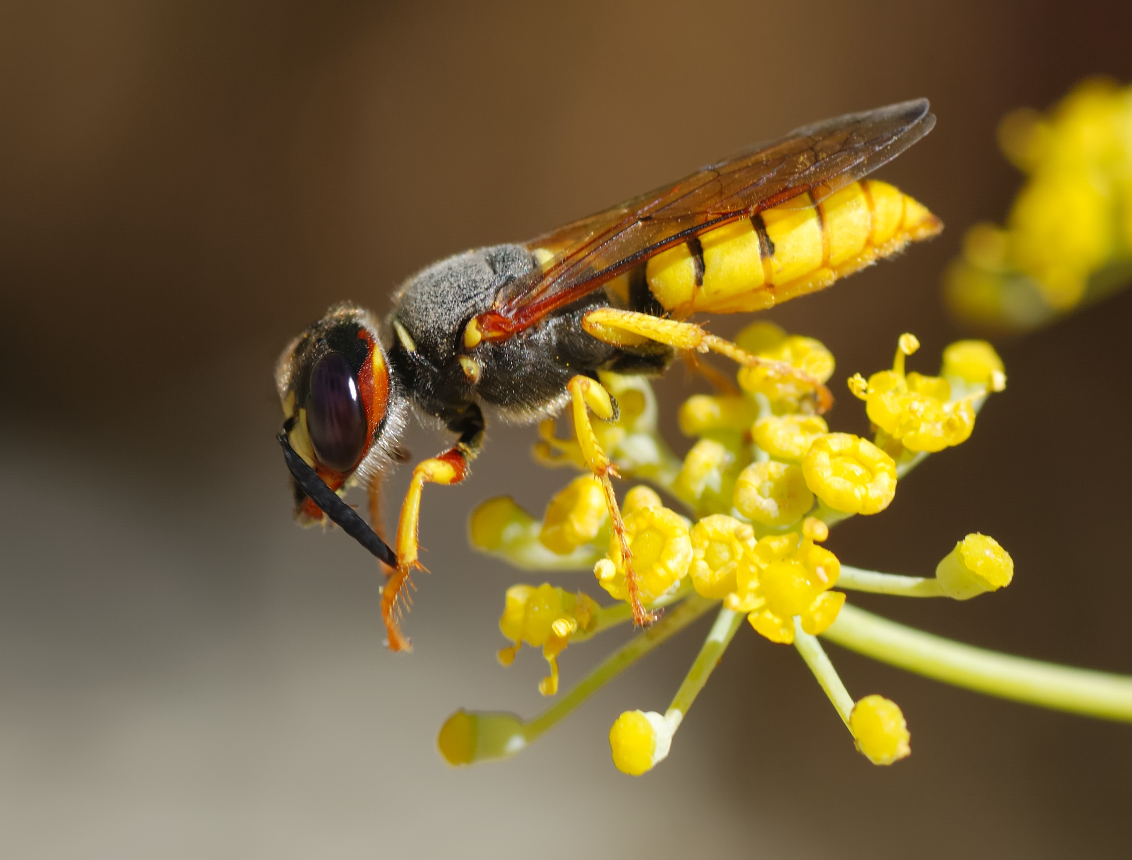 Free download wallpaper Insects, Flower, Animal, Wasp, European Beewolf on your PC desktop