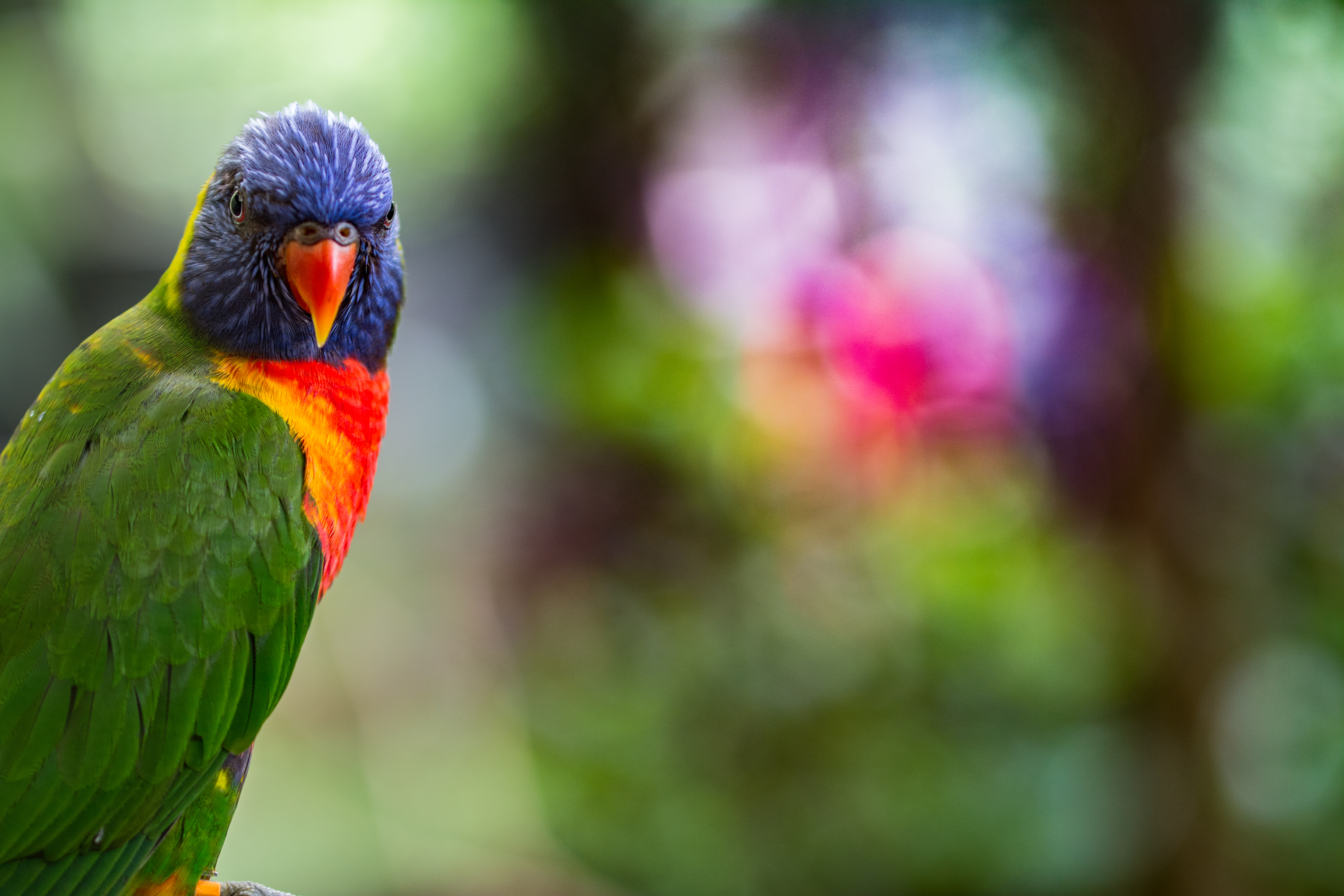 98530 скачать обои животные, попугаи, яркий, птица, разноцветный, лорикет - заставки и картинки бесплатно