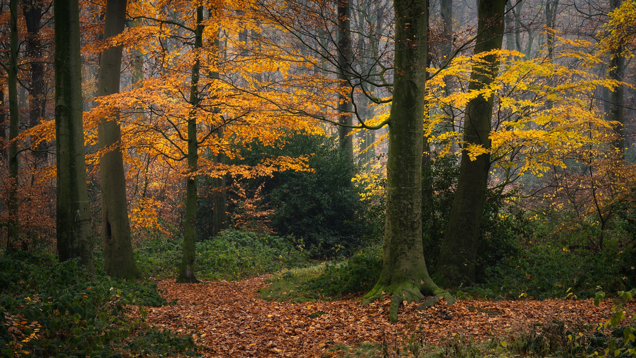 Baixar papel de parede para celular de Outono, Floresta, Árvore, Terra/natureza gratuito.