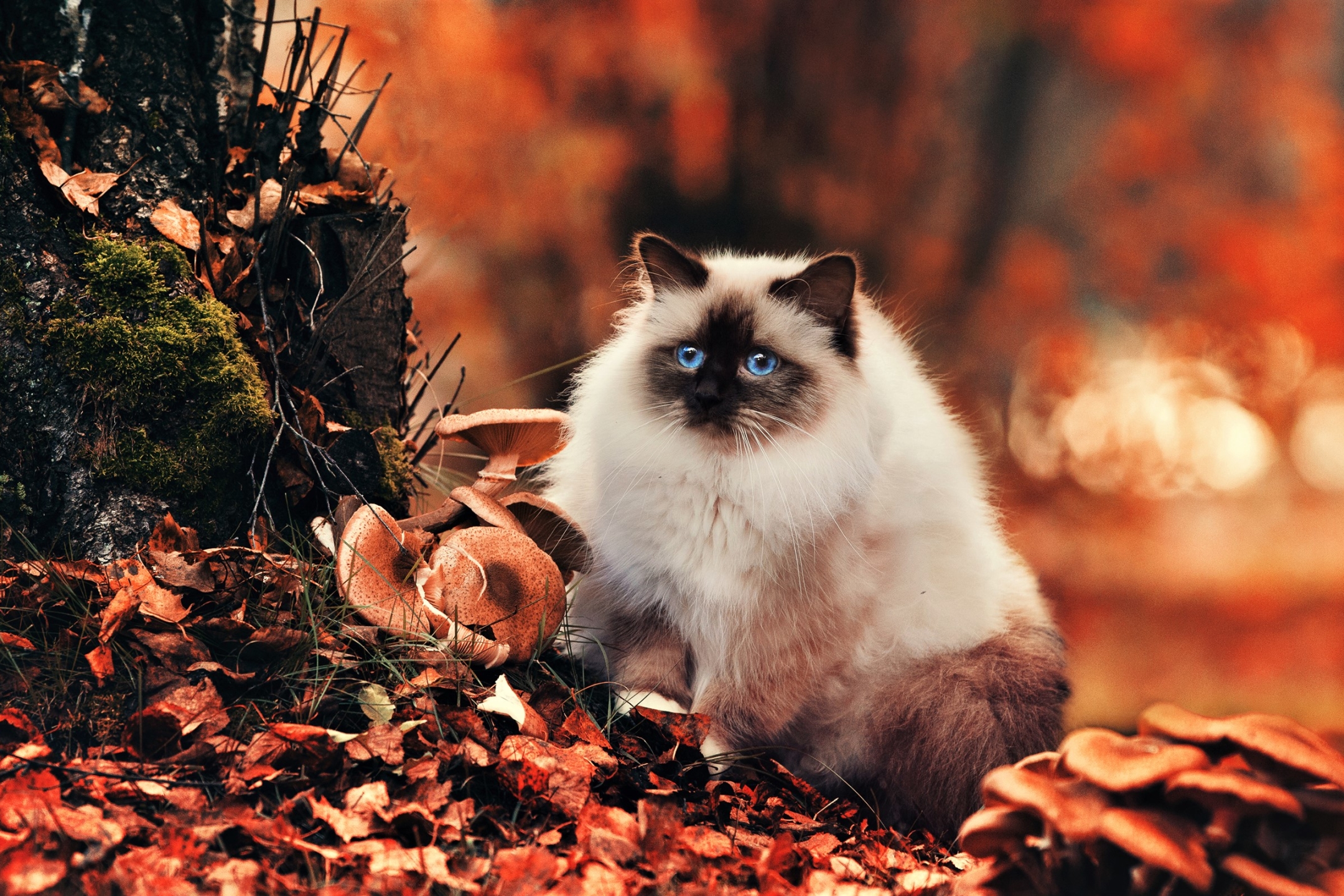 無料モバイル壁紙動物, 秋, 葉, ネコ, 猫, 青い目, ヒマラヤンキャットをダウンロードします。