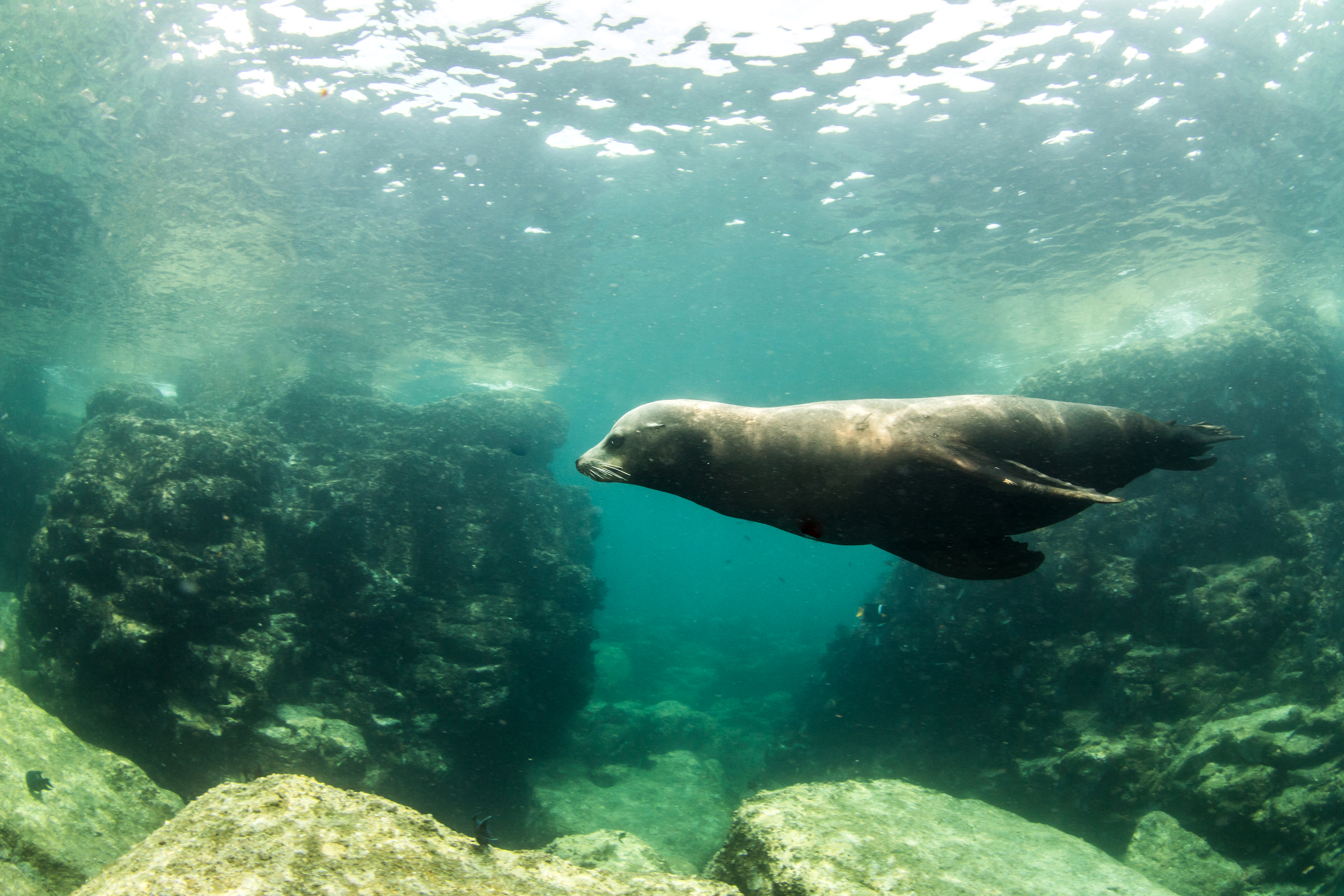 Free download wallpaper Seals, Animal, Underwater, Seal on your PC desktop