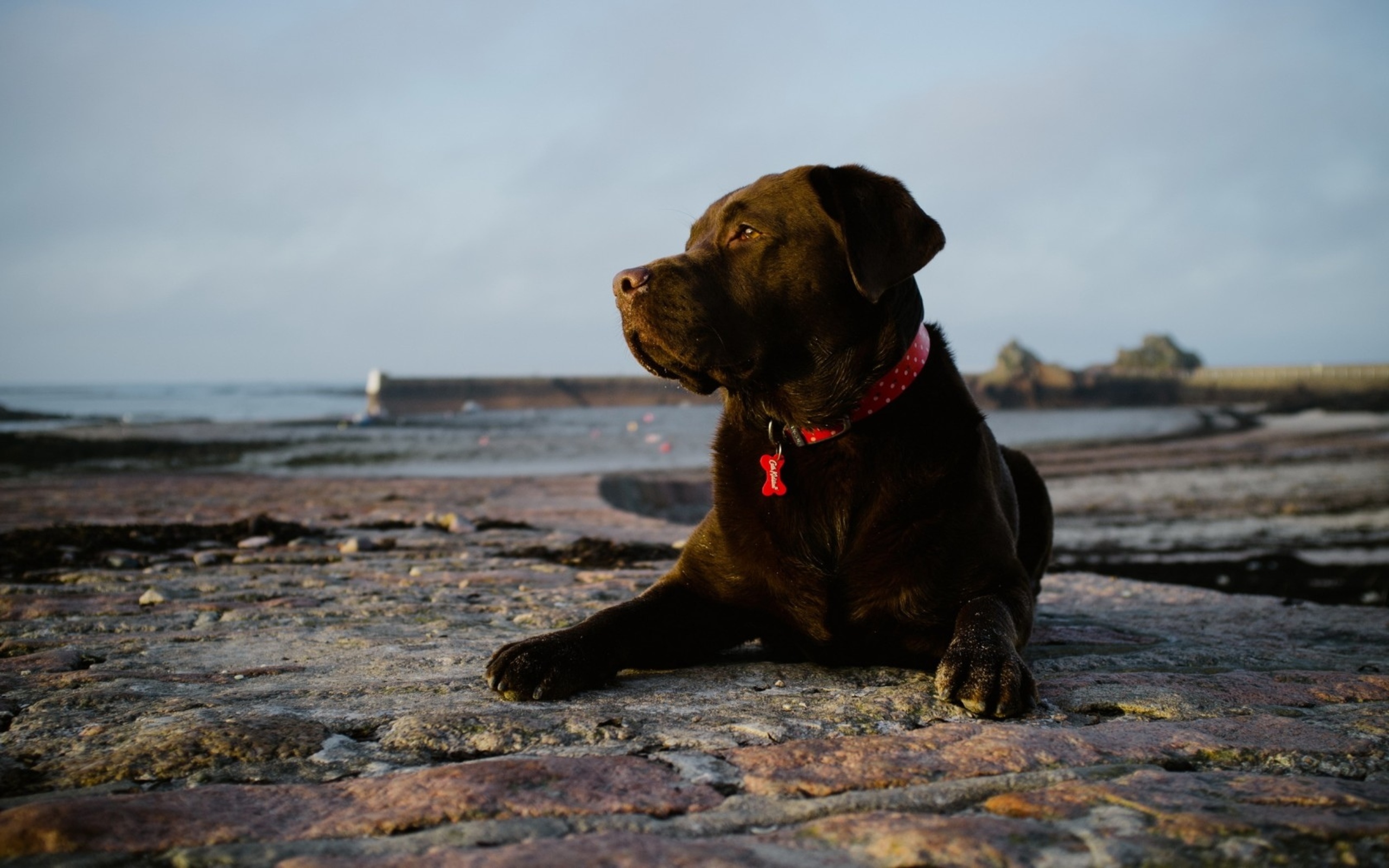 Descarga gratuita de fondo de pantalla para móvil de Perros, Perro, Animales.