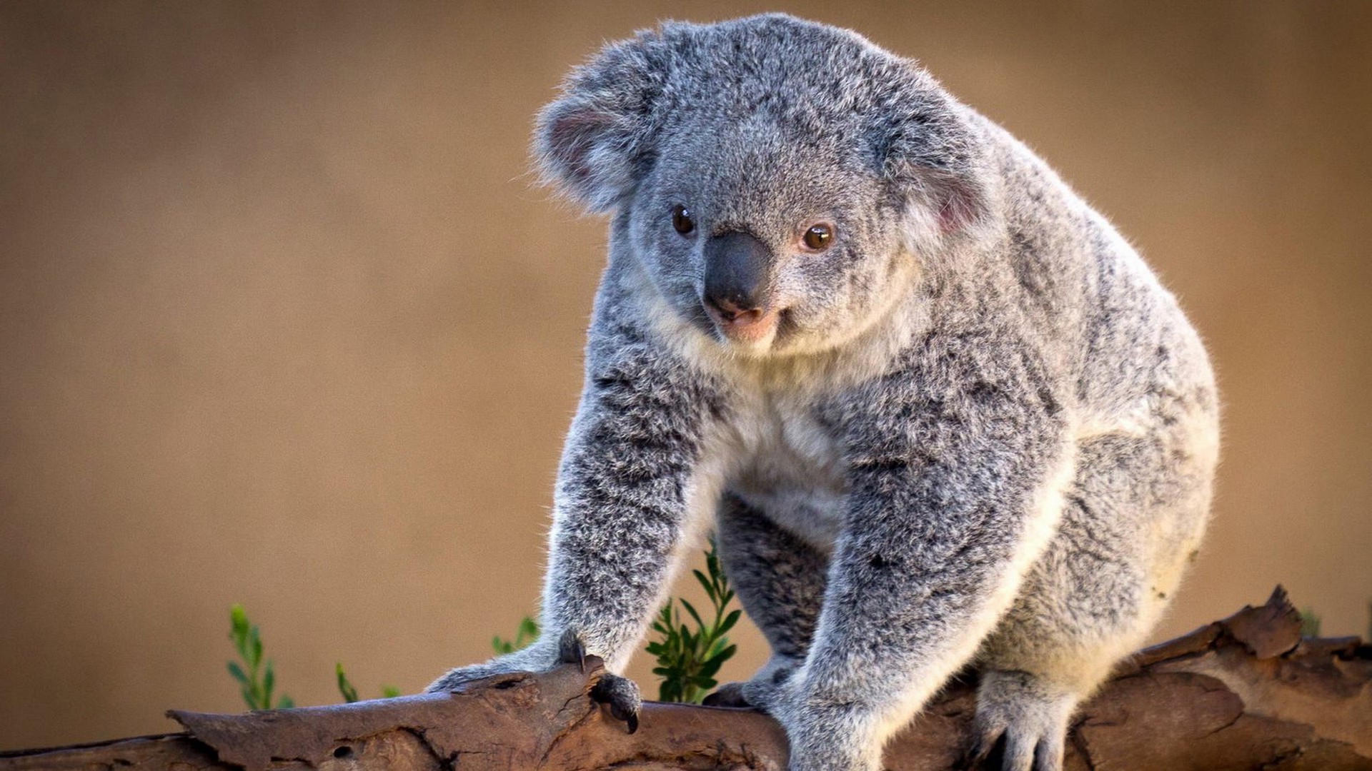 529776 скачать обои коала, животные - заставки и картинки бесплатно