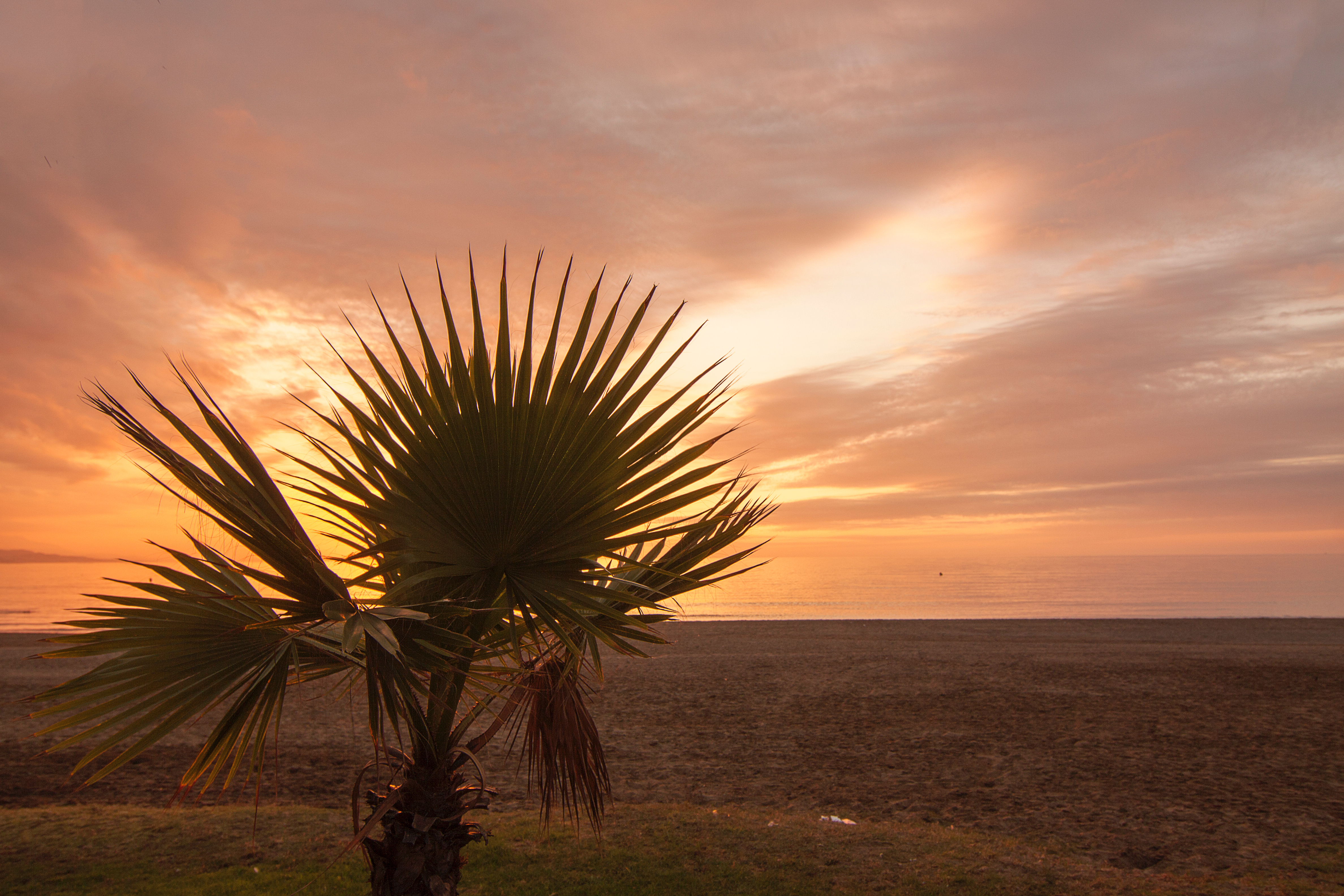Free download wallpaper Sunset, Palm, Branches, Nature, Beach on your PC desktop
