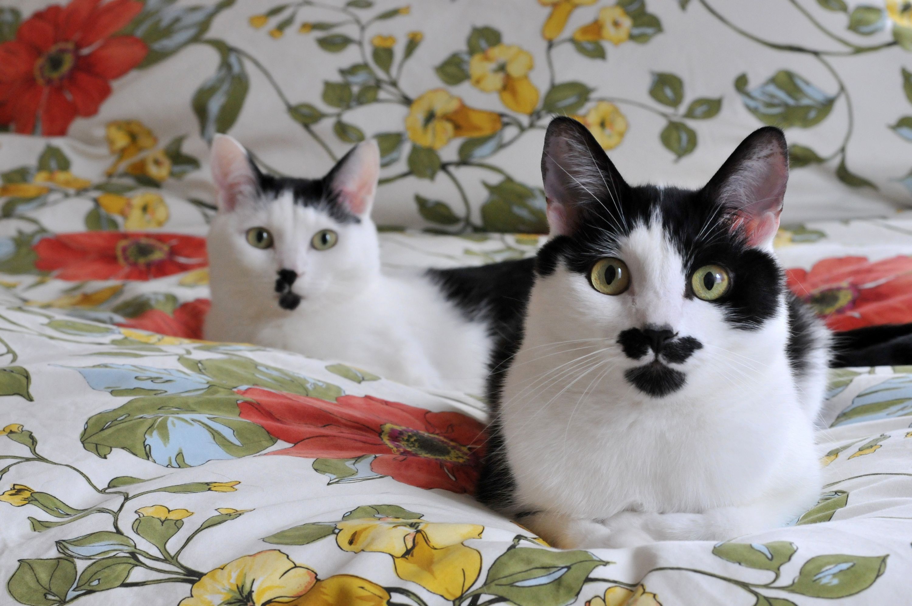 Baixe gratuitamente a imagem Animais, Gatos, Gato na área de trabalho do seu PC