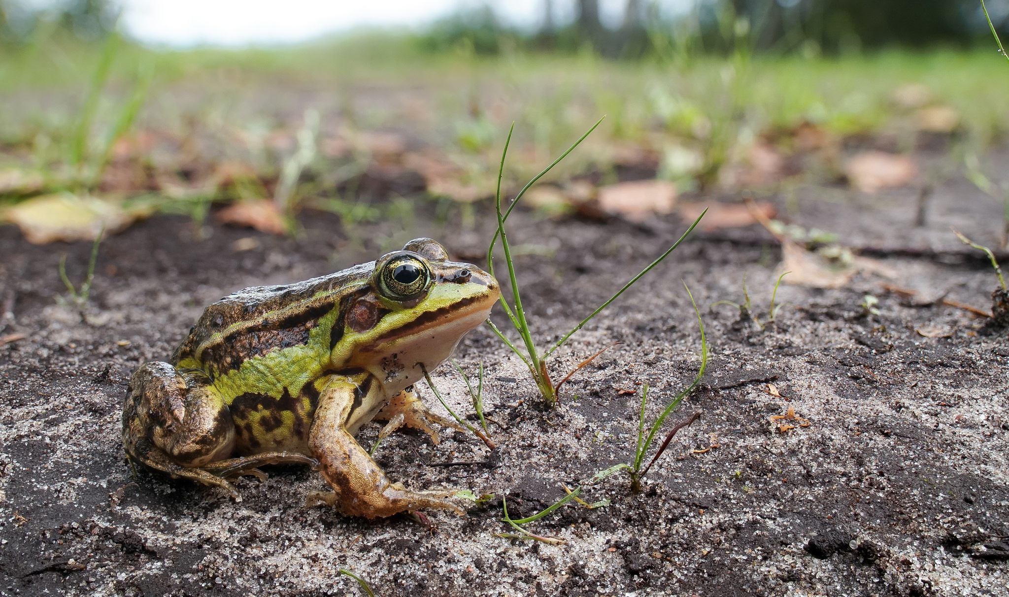 Download mobile wallpaper Frogs, Animal, Frog, Amphibian, Depth Of Field for free.