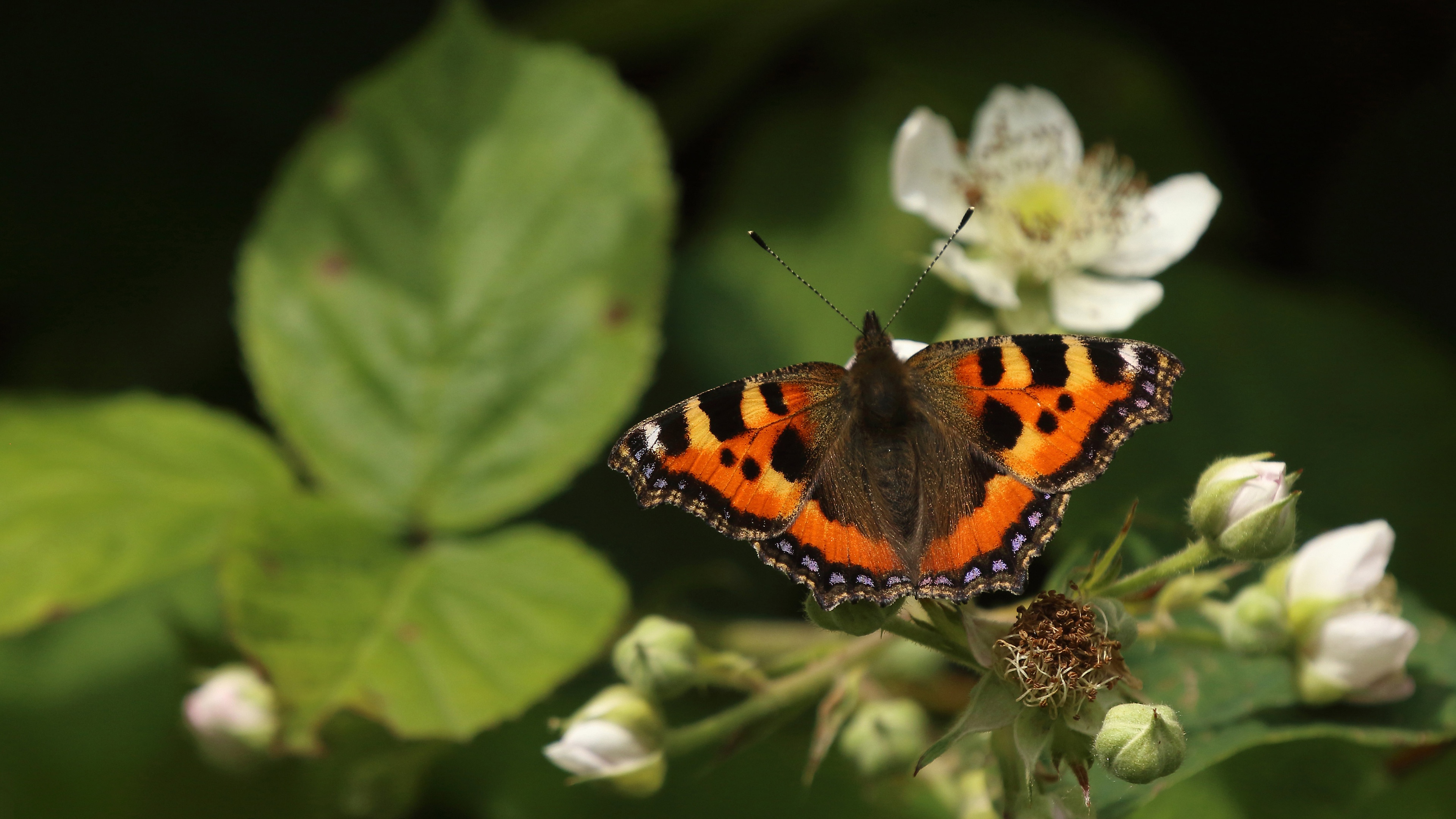 Free download wallpaper Butterfly, Animal on your PC desktop