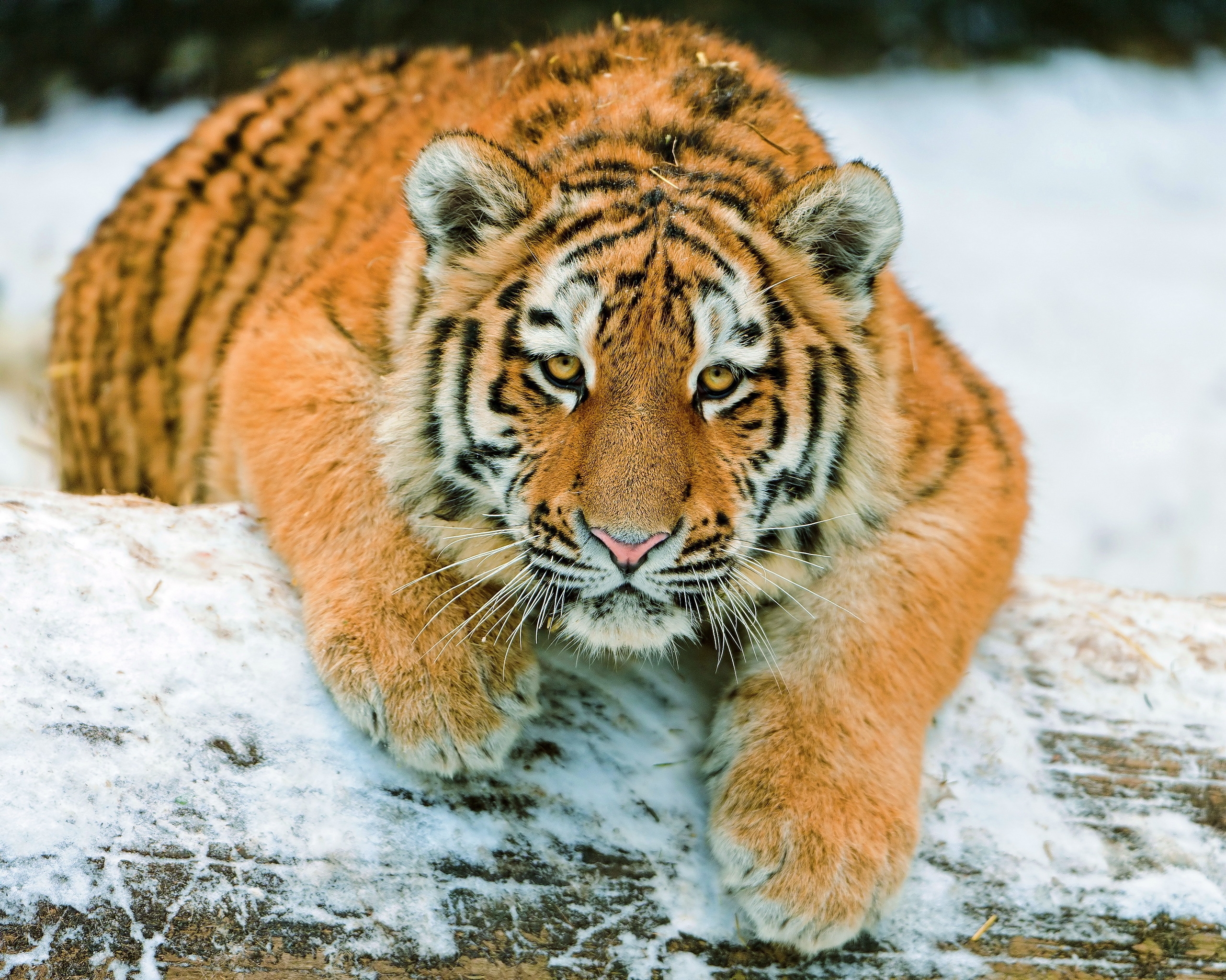 animals, snow, to lie down, lie, predator, tiger, tiger cub