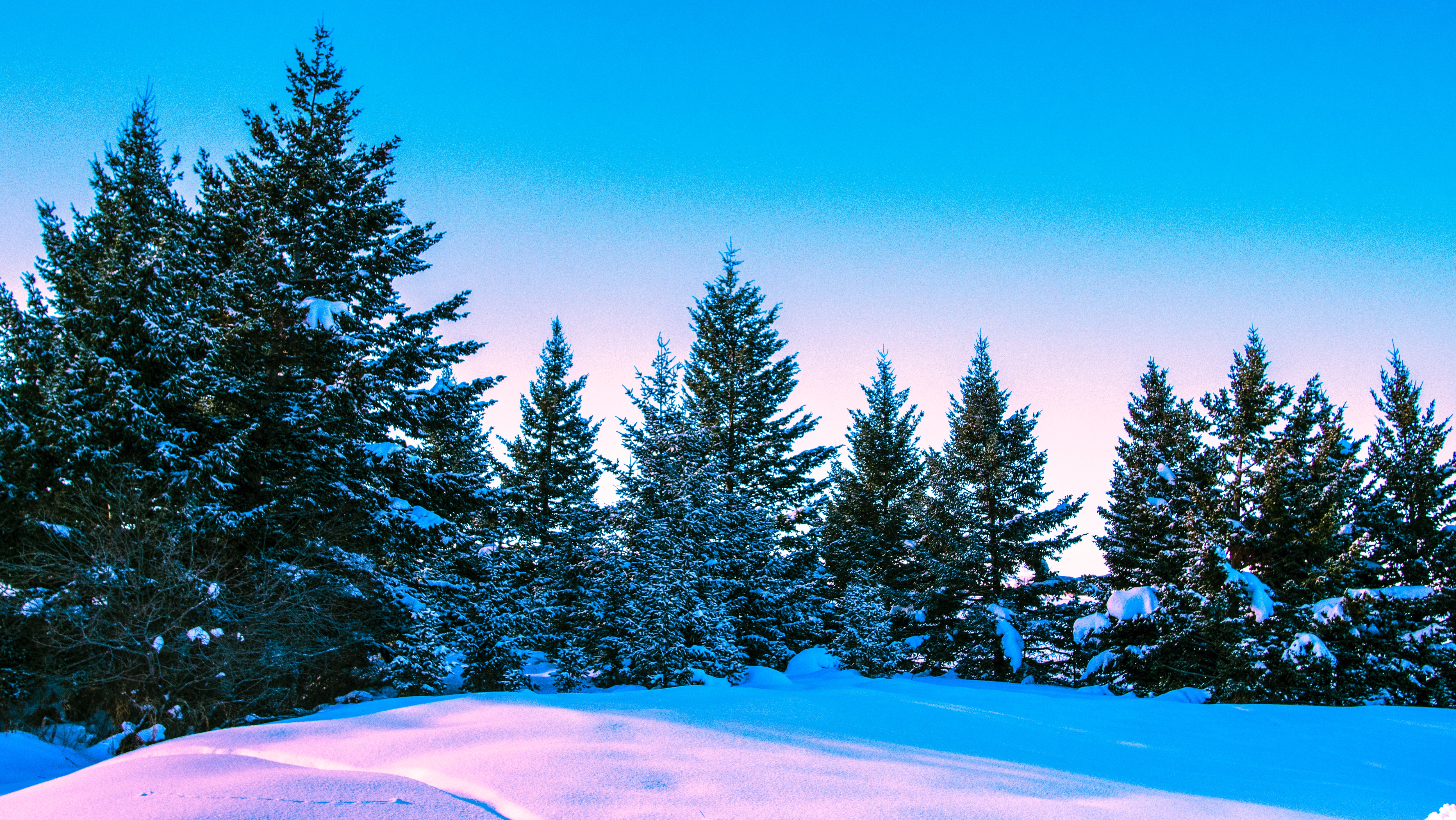 Скачать обои бесплатно Небо, Деревья, Природа, Лес, Яркий, Зима картинка на рабочий стол ПК