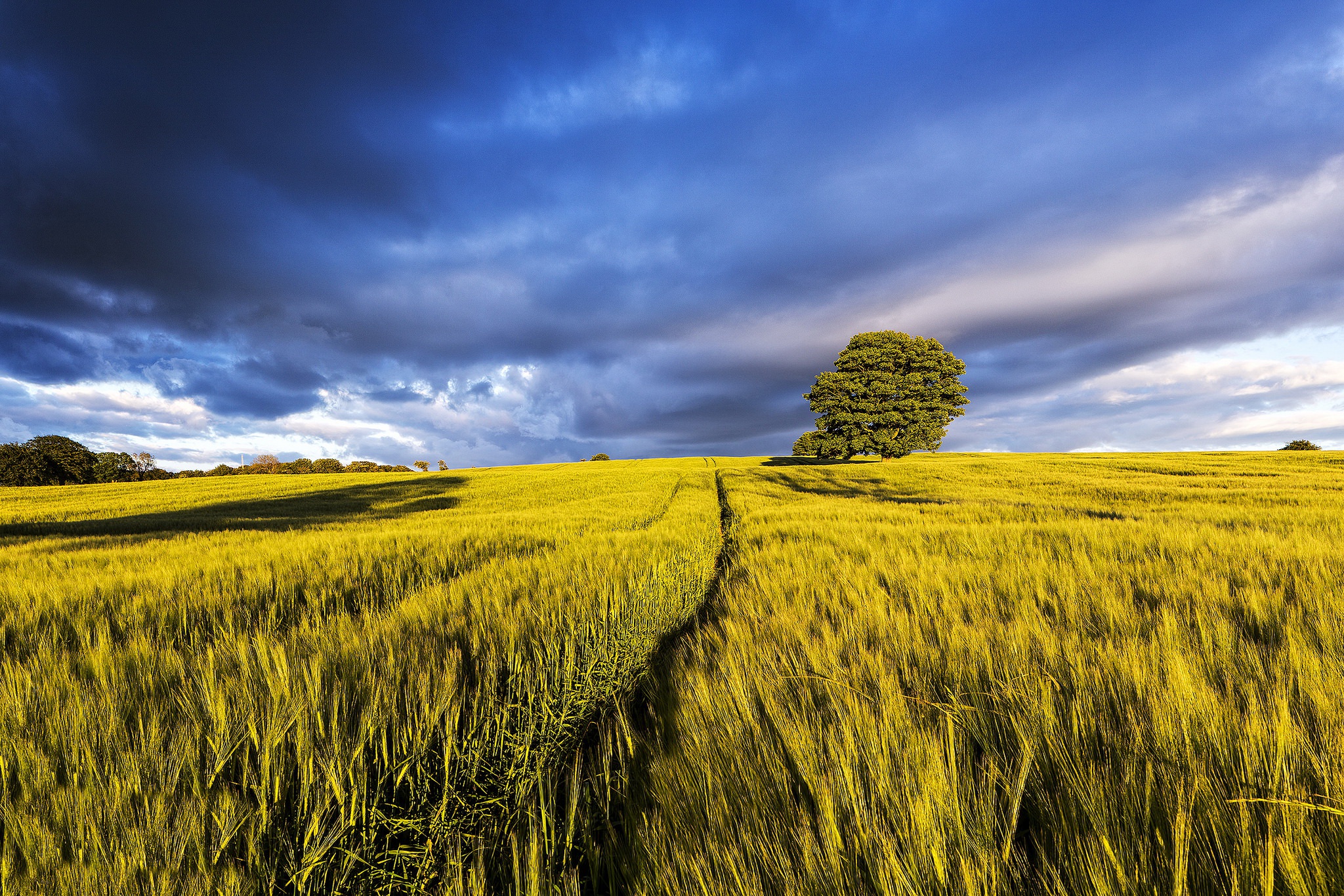 Free download wallpaper Nature, Summer, Wheat, Tree, Earth, Field, Cloud on your PC desktop