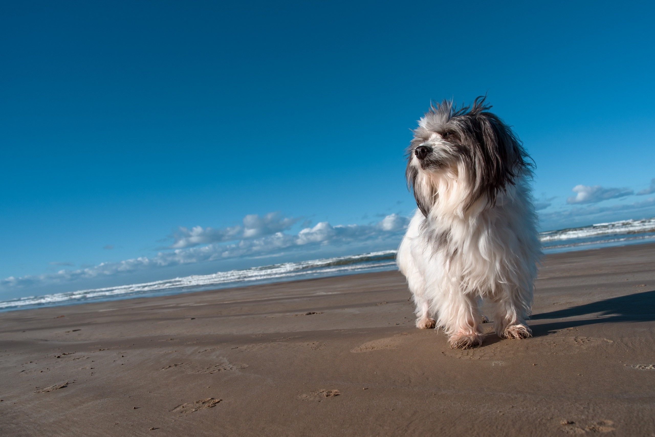 Скачать картинку Животные, Собаки, Пляж, Песок, Горизонт, Собака в телефон бесплатно.