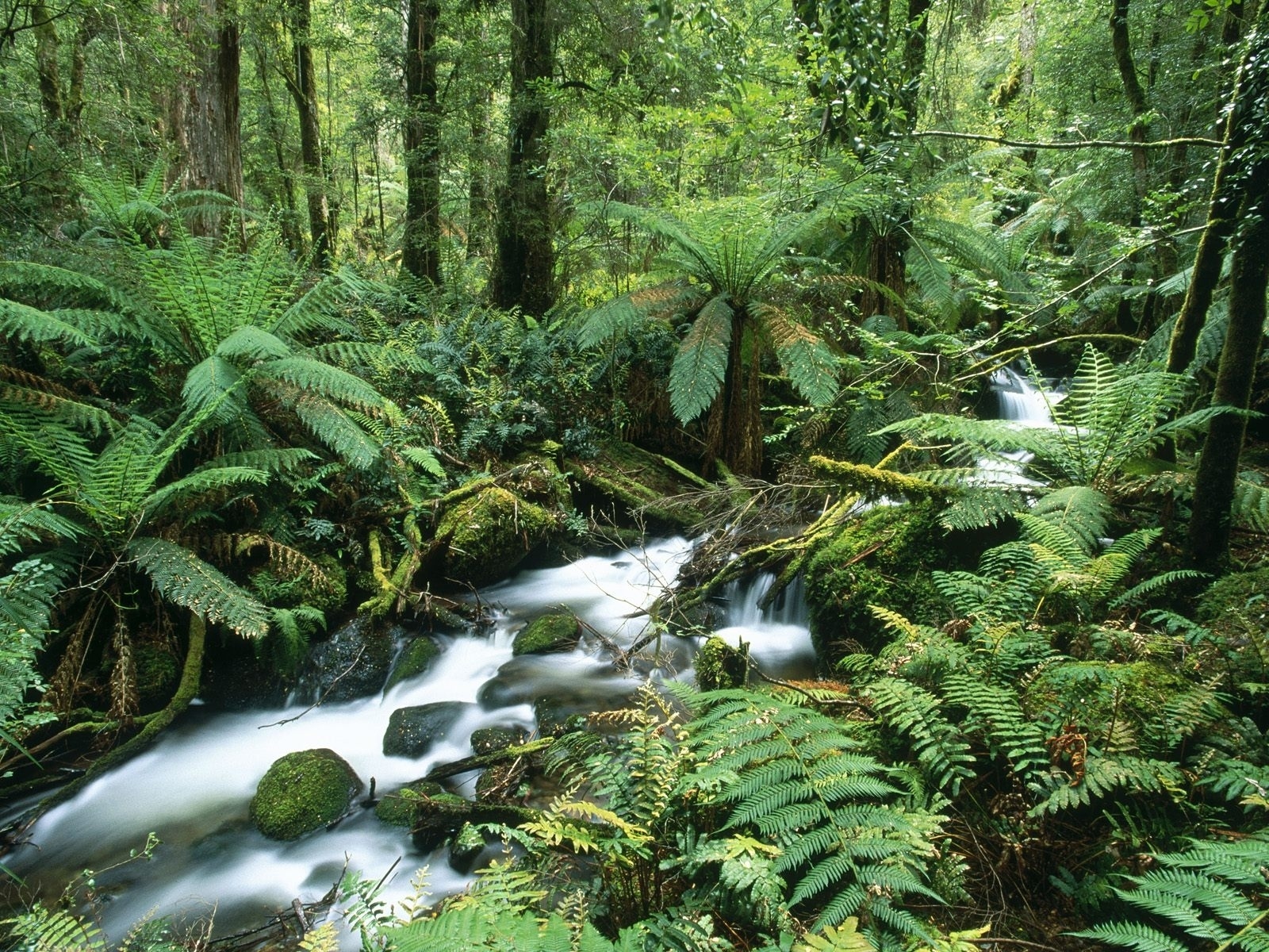 Laden Sie das Natur, Wasser, Farne, Wald, Vegetation, Strom, Erde/natur-Bild kostenlos auf Ihren PC-Desktop herunter